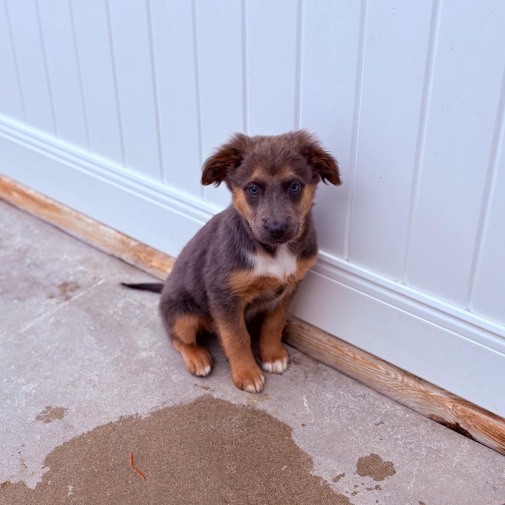Enlarge BunBun, an adoptable Mixed Breed in Fenton, MI image 1/1