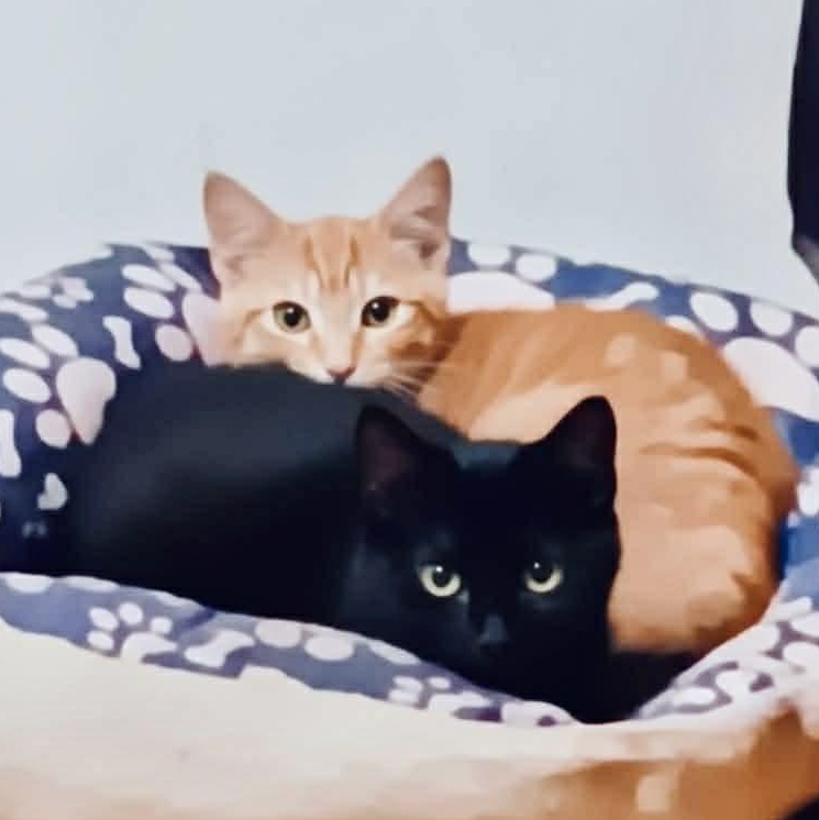 Enlarge Harlow, a ADOPTABLE mixed breed in Kentwood, MI image 3/3