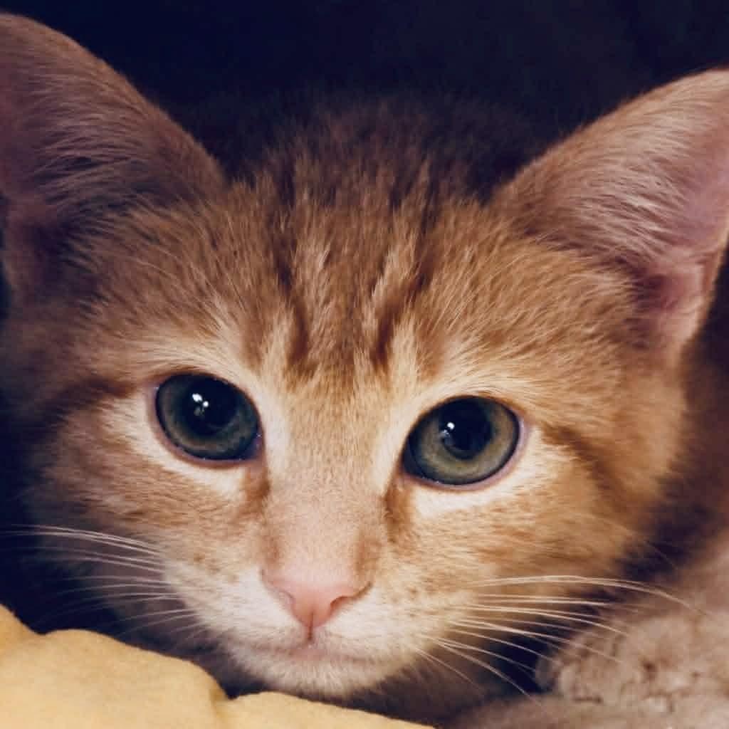 Harlow, ADOPTABLE, Kitten Female Tabby & Domestic Medium Hair.