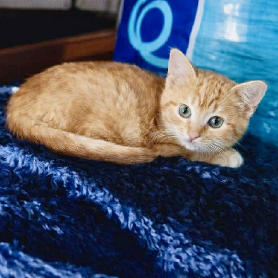 Enlarge Harlow, a ADOPTABLE mixed breed in Kentwood, MI image 2/3