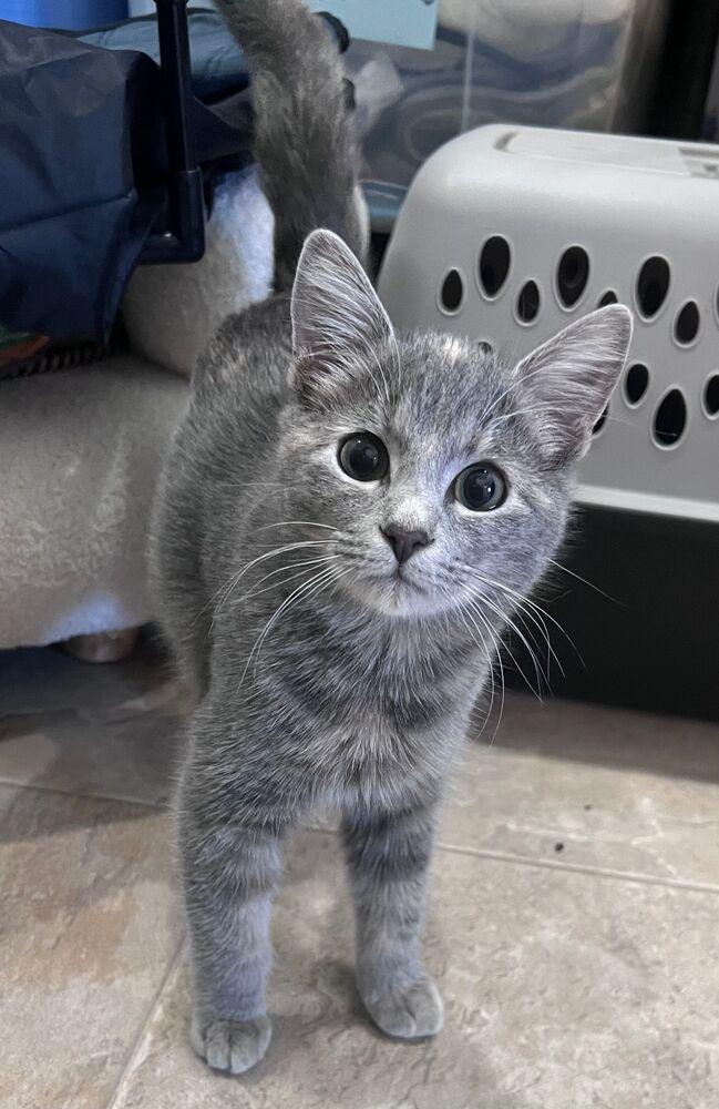 Persephone, Adoptable, Kitten Female Domestic Short Hair.