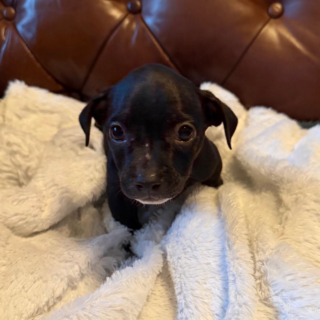 Joe, Adoptable, Puppy Male Pit Bull Terrier & Mixed Breed.