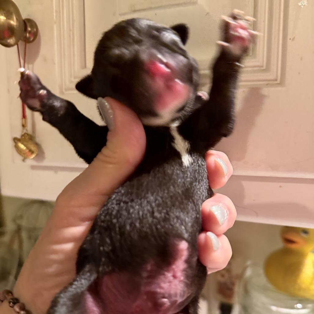 Enlarge Joe, a Adoptable mixed breed in Sacramento, CA image 2/4