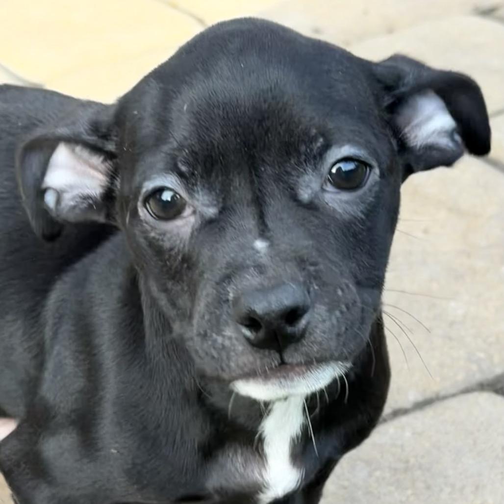 Joe, a Adoptable mixed breed in Sacramento, CA image 2/6