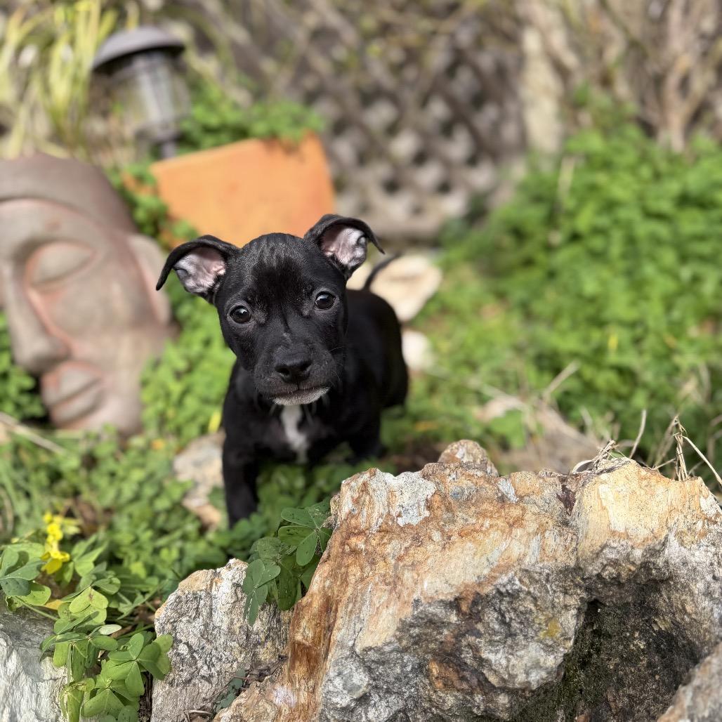 Joe, a Adoptable mixed breed in Sacramento, CA image 3/6