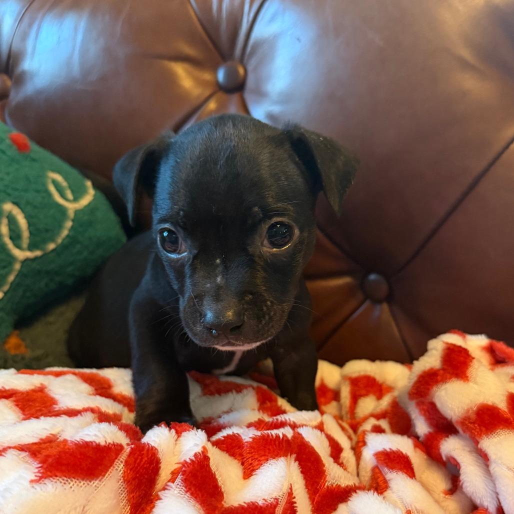 Enlarge Joe, a Adoptable mixed breed in Sacramento, CA image 3/4