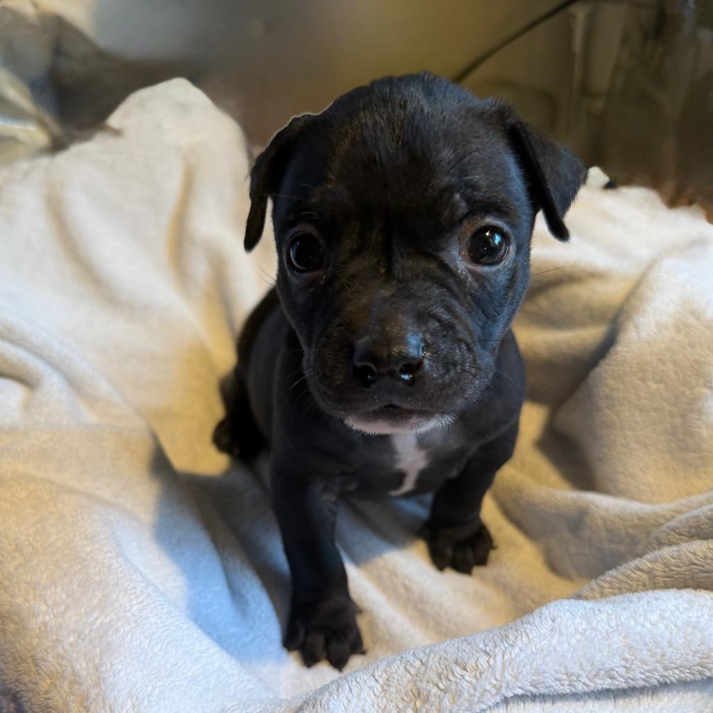 Enlarge Joe, a Adoptable mixed breed in Sacramento, CA image 4/4