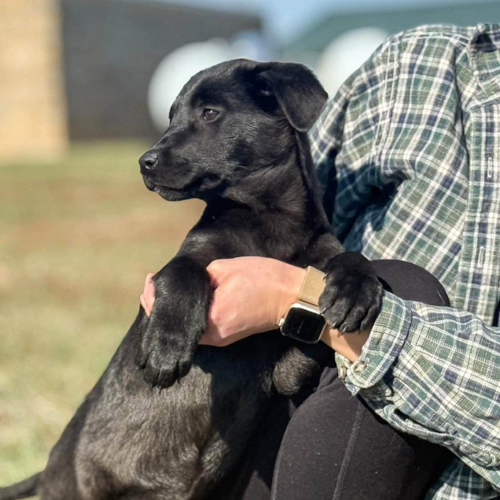 Enlarge Florence, a Adoptable mixed breed in Overland Park, KS image 1/3