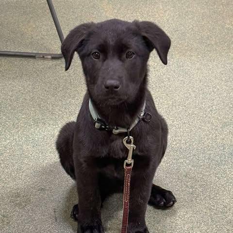 Enlarge Florence, a Adoptable mixed breed in Overland Park, KS image 2/3