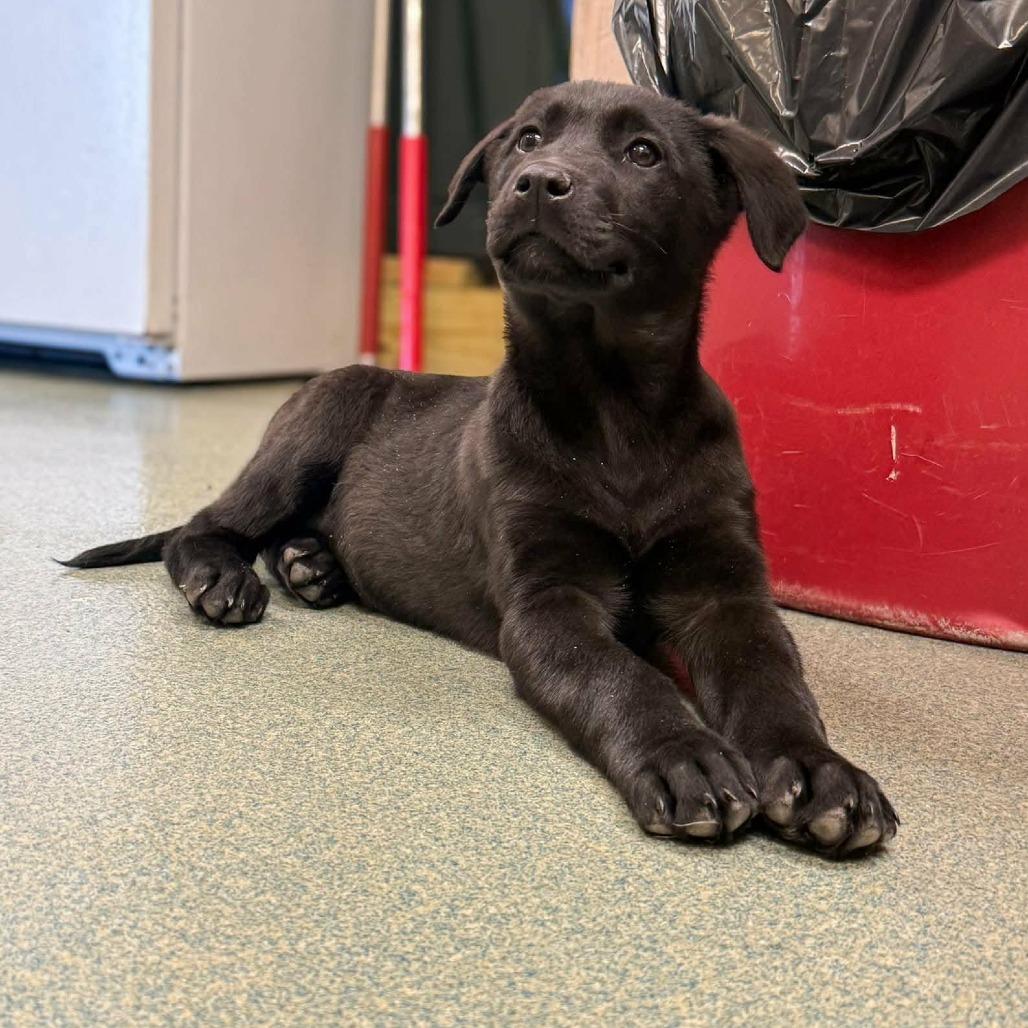 Enlarge Florence, a Adoptable mixed breed in Overland Park, KS image 3/3