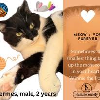 Hermes, ADOPTABLE, Adult Male Domestic Short Hair.