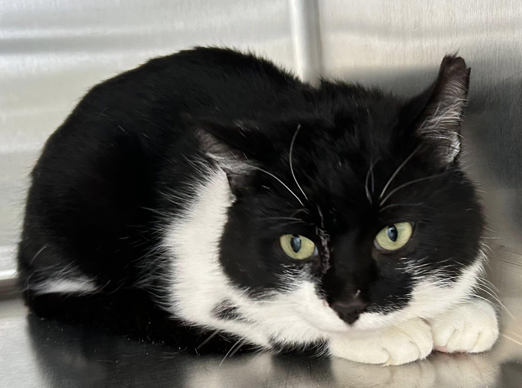 Enlarge Hermes, a ADOPTABLE Domestic Short Hair in Lincoln, MI image 1/1