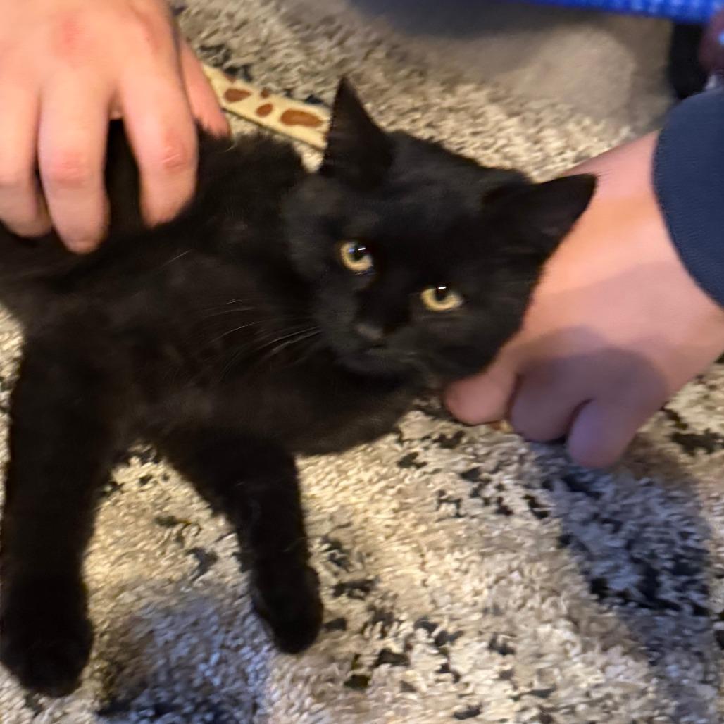 Enlarge Crimson, a Adoptable Domestic Short Hair in Troy, IL image 1/1