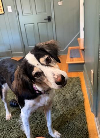 Enlarge Reba, an adopted mixed breed in Marion, MA image 1/5