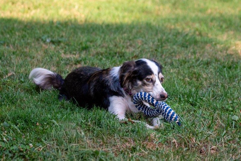 Enlarge Reba, an adopted mixed breed in Marion, MA image 2/5