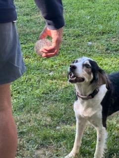 Enlarge Reba, an adopted mixed breed in Marion, MA image 4/5