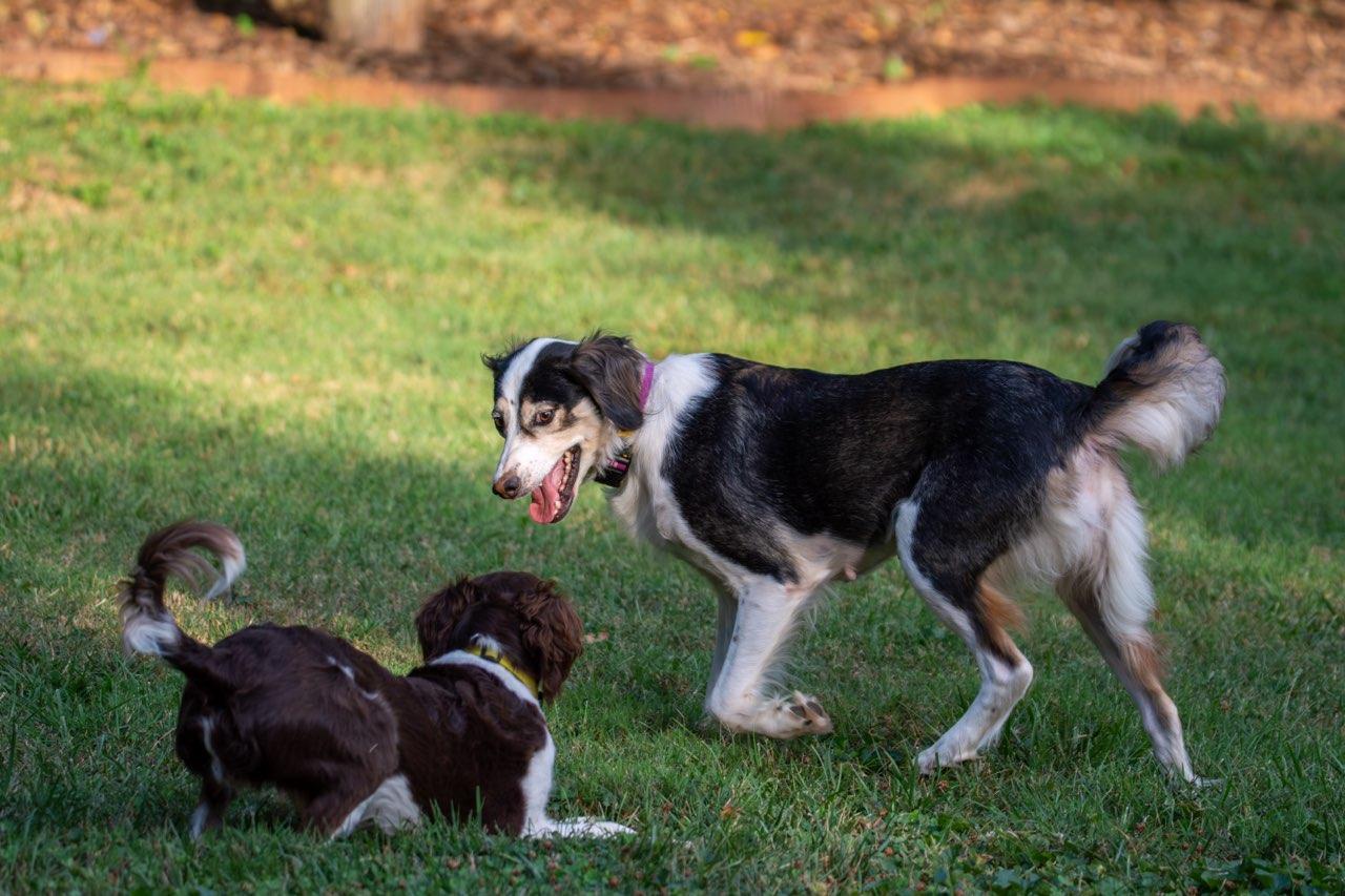 Enlarge Reba, an adopted mixed breed in Marion, MA image 5/5