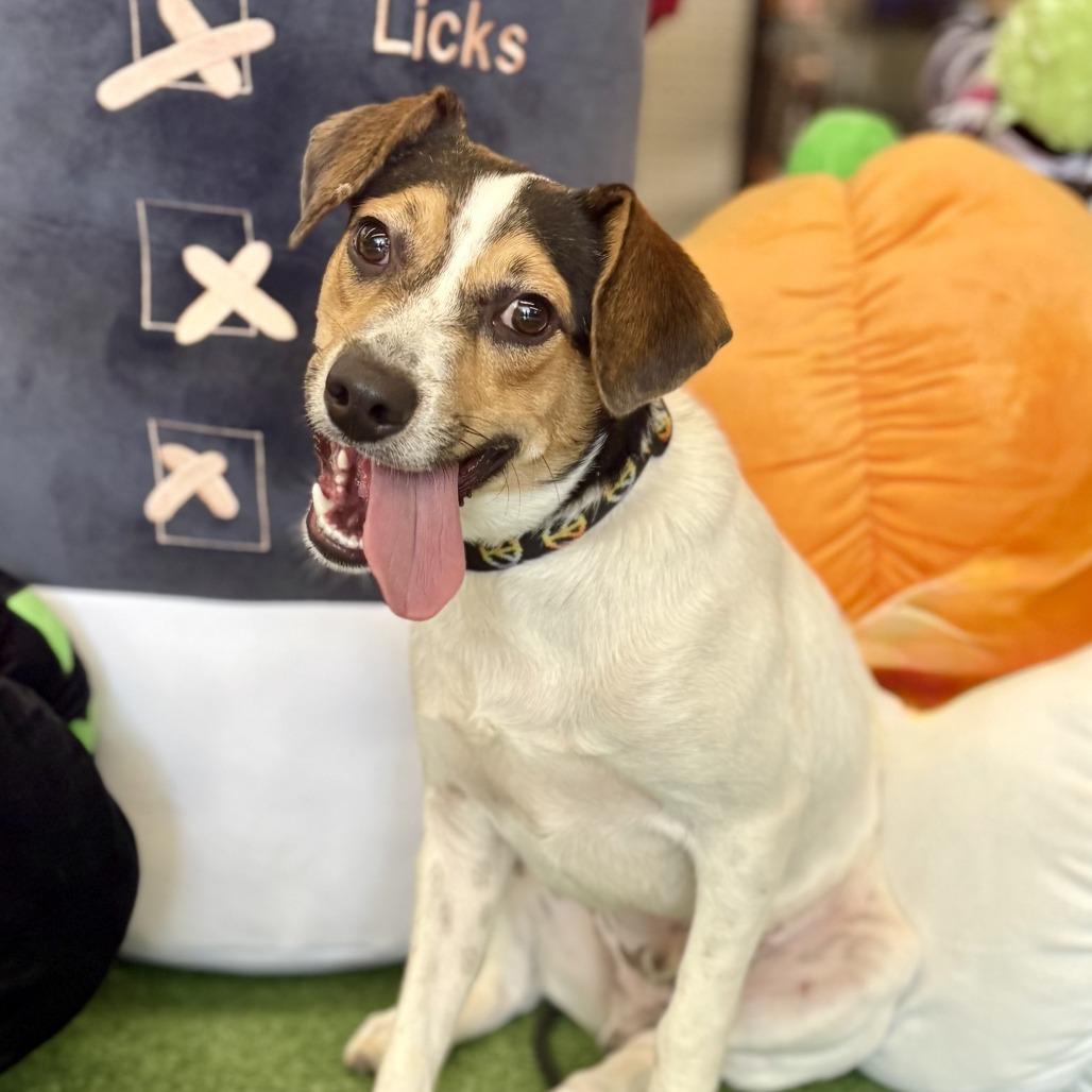 Max, ADOPTABLE, Adult • Male, Beagle & Jack Russell Terrier.