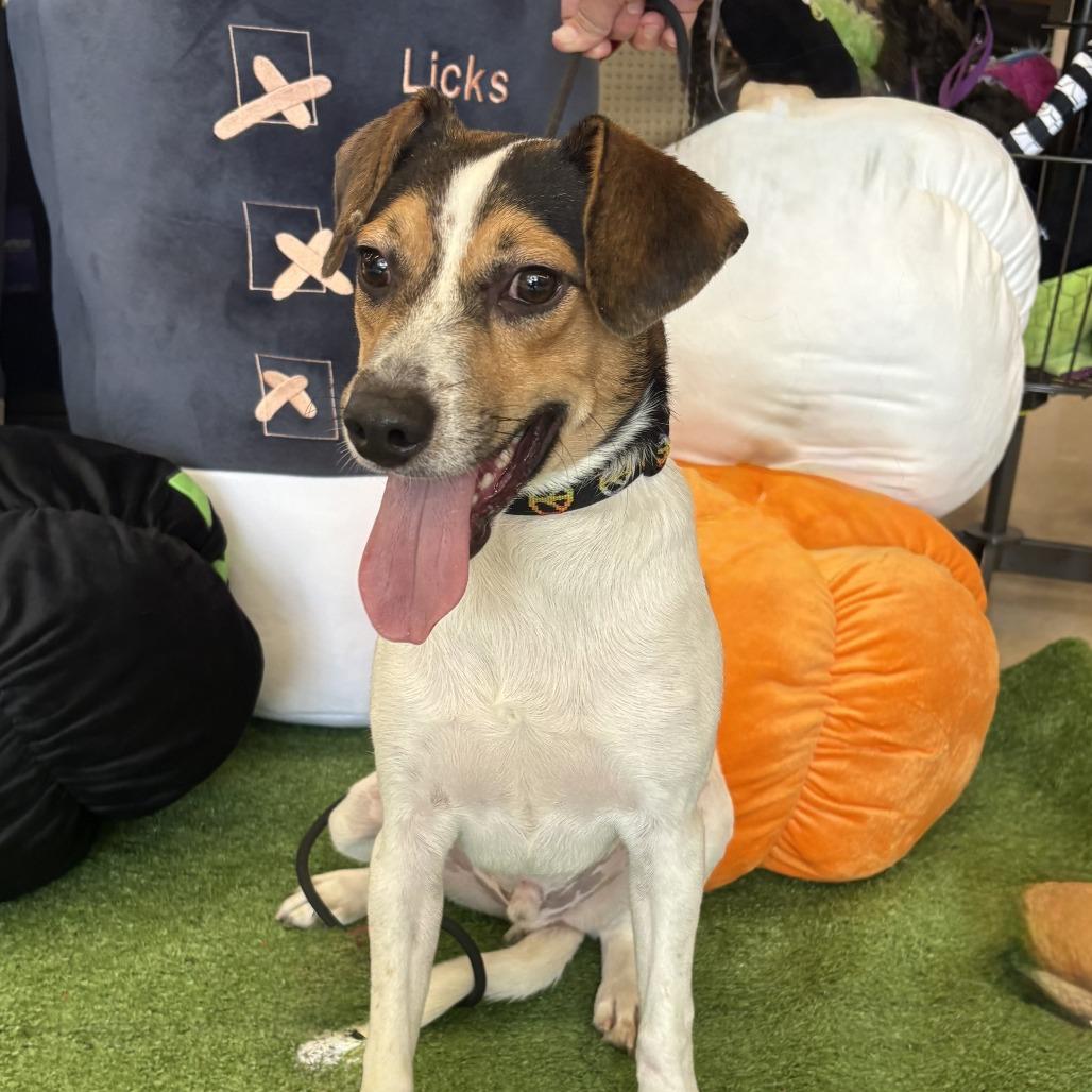 Enlarge Max, a Adoptable mixed breed in Bessemer, AL image 2/6