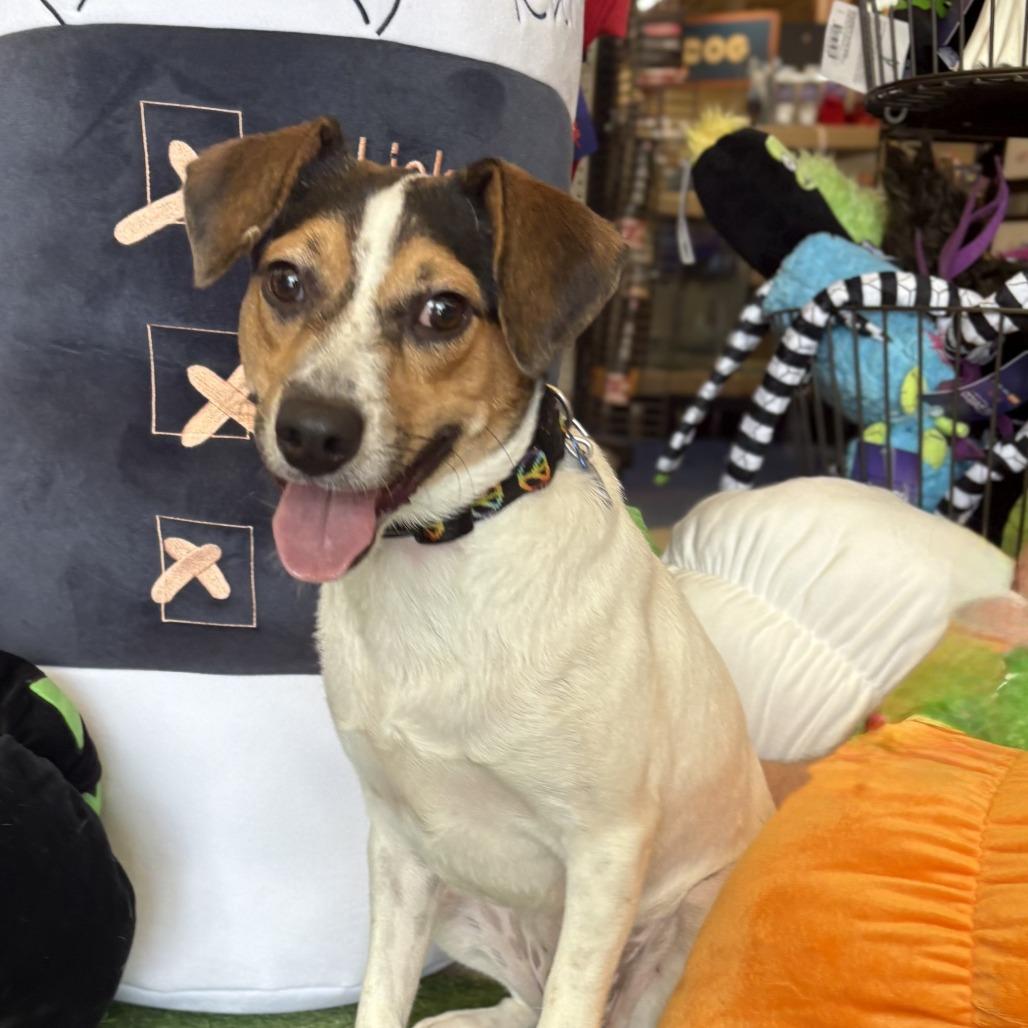 Enlarge Max, a Adoptable mixed breed in Bessemer, AL image 3/6