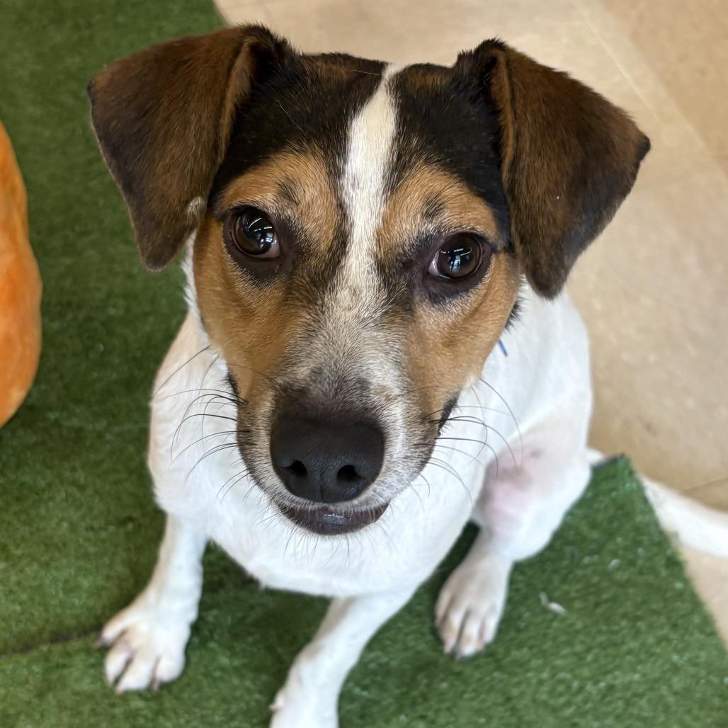 Enlarge Max, a Adoptable mixed breed in Bessemer, AL image 6/6