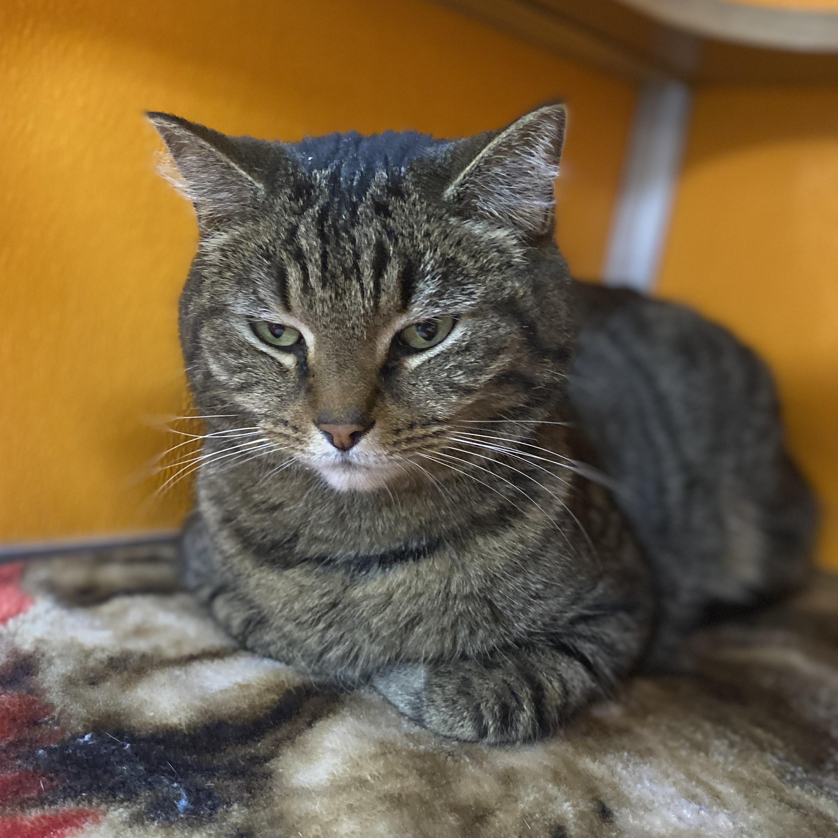 Enlarge Who, an adoptable Domestic Short Hair in Elyria, OH image 5/5