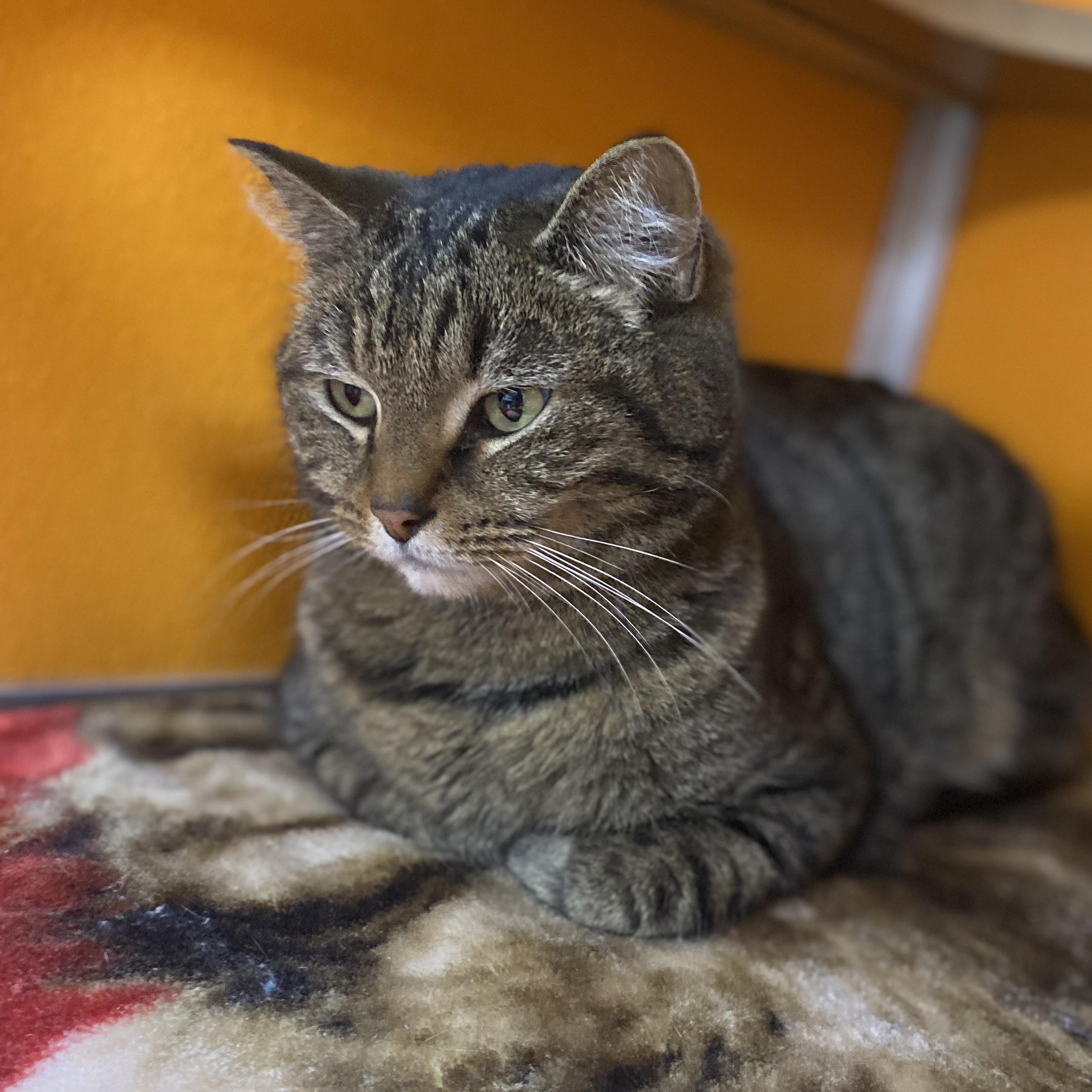 Enlarge Who, an adoptable Domestic Short Hair in Elyria, OH image 4/5