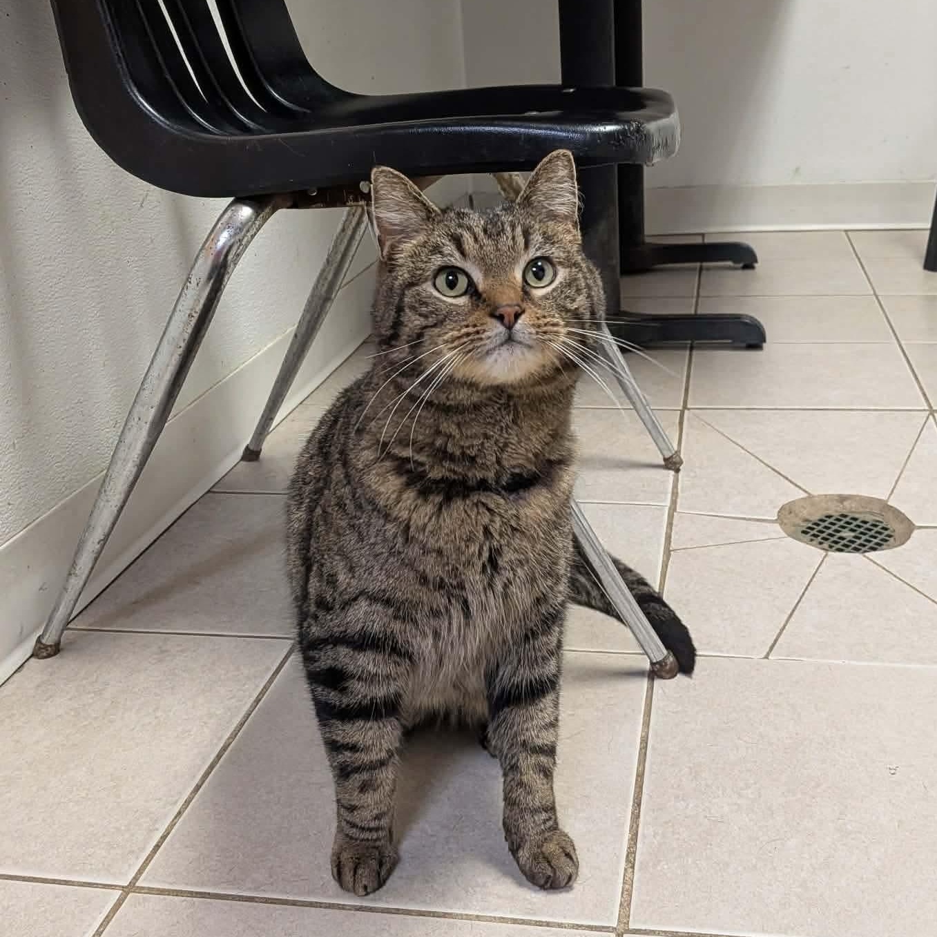 Enlarge Who, an adoptable Domestic Short Hair in Elyria, OH image 2/5