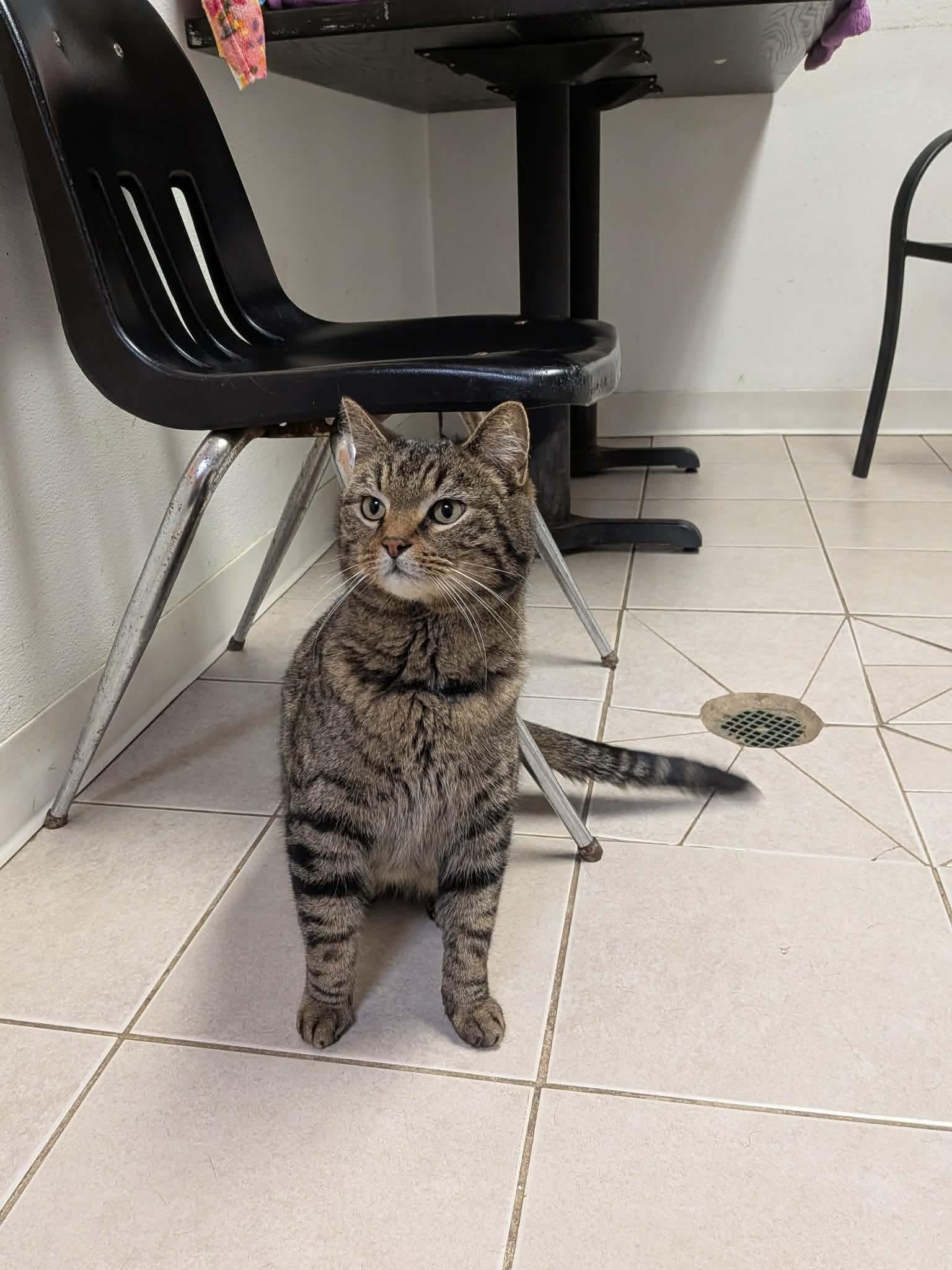 Enlarge Who, an adoptable Domestic Short Hair in Elyria, OH image 3/5