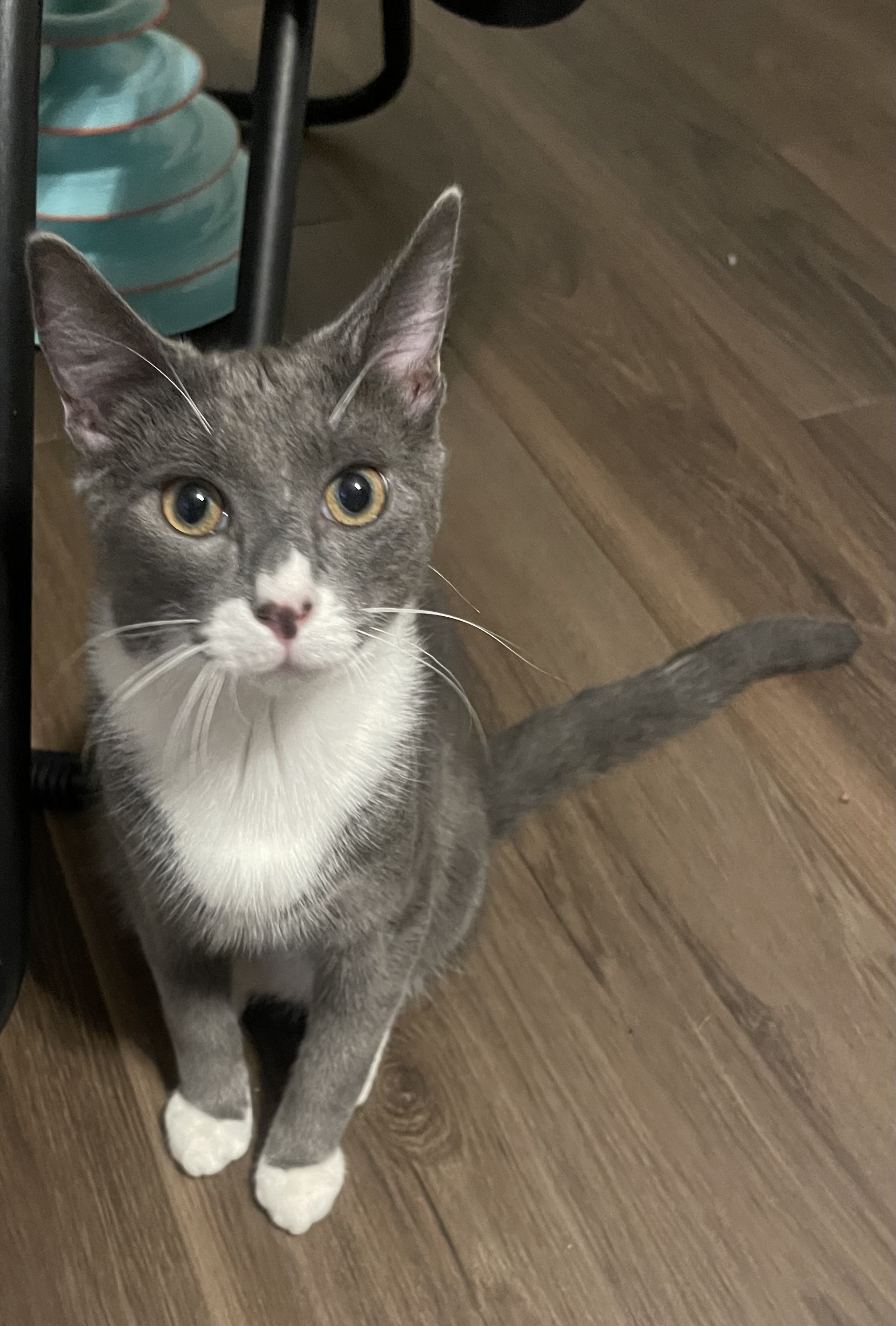 Baloo, Adoptable, Young Male Domestic Short Hair.