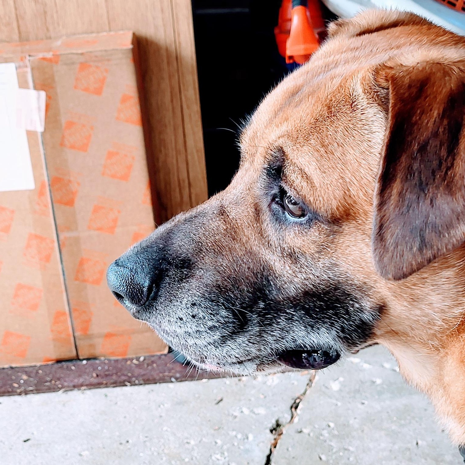 Enlarge Jager, a Adoptable mixed breed in Warrenville, IL image 2/6