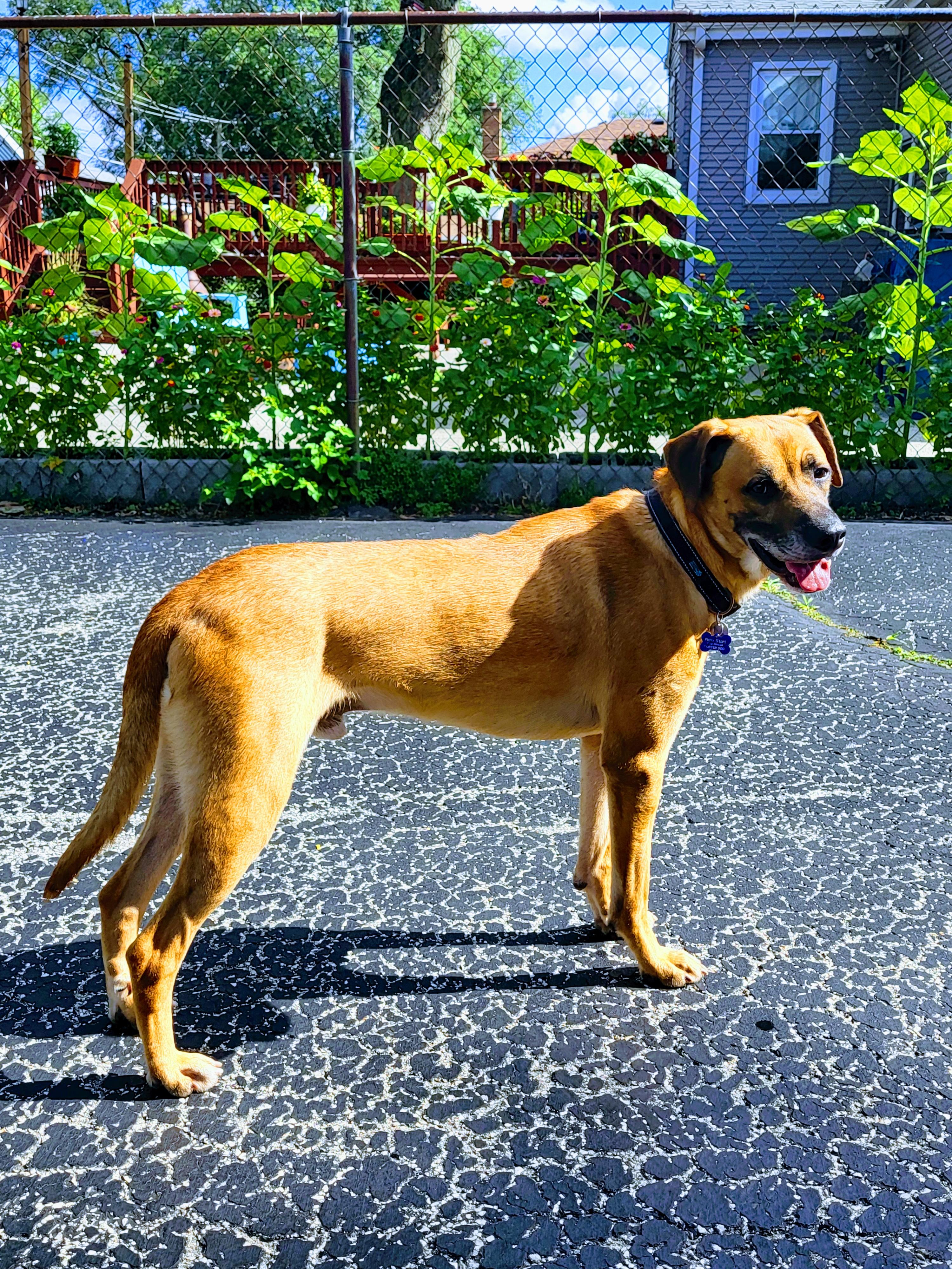 Enlarge Jager, a Adoptable mixed breed in Warrenville, IL image 4/6