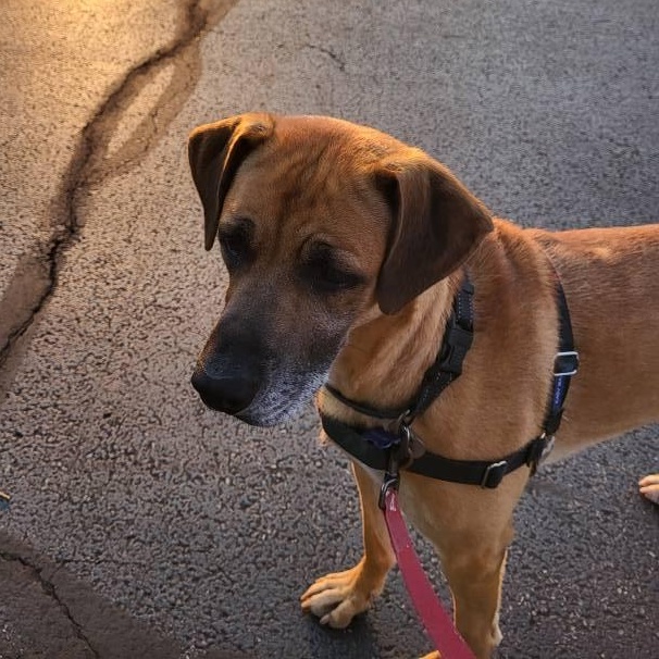 Enlarge Jager, a Adoptable mixed breed in Warrenville, IL image 5/6