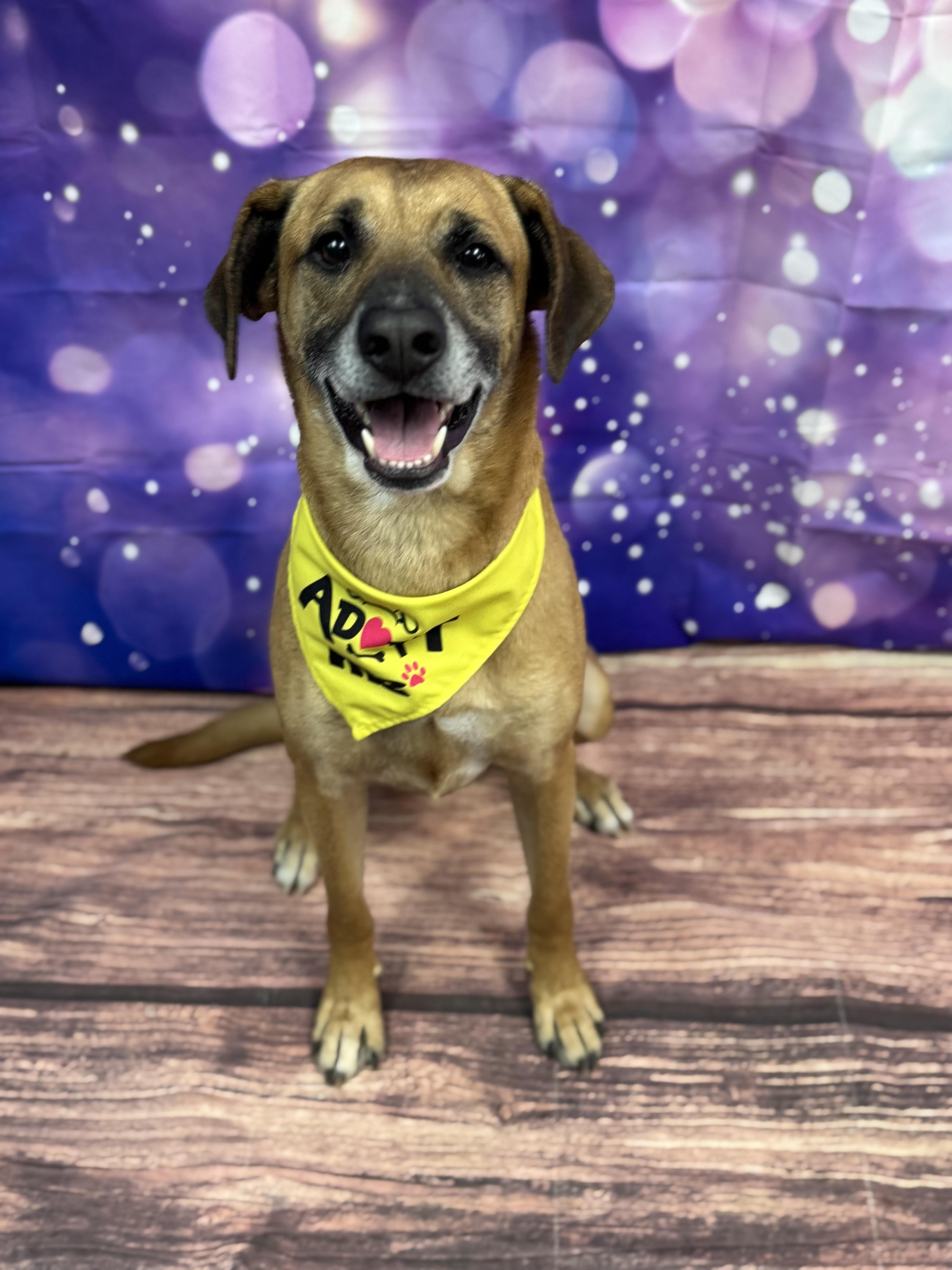 Jager, Adoptable, Adult Male Boxer & Labrador Retriever.