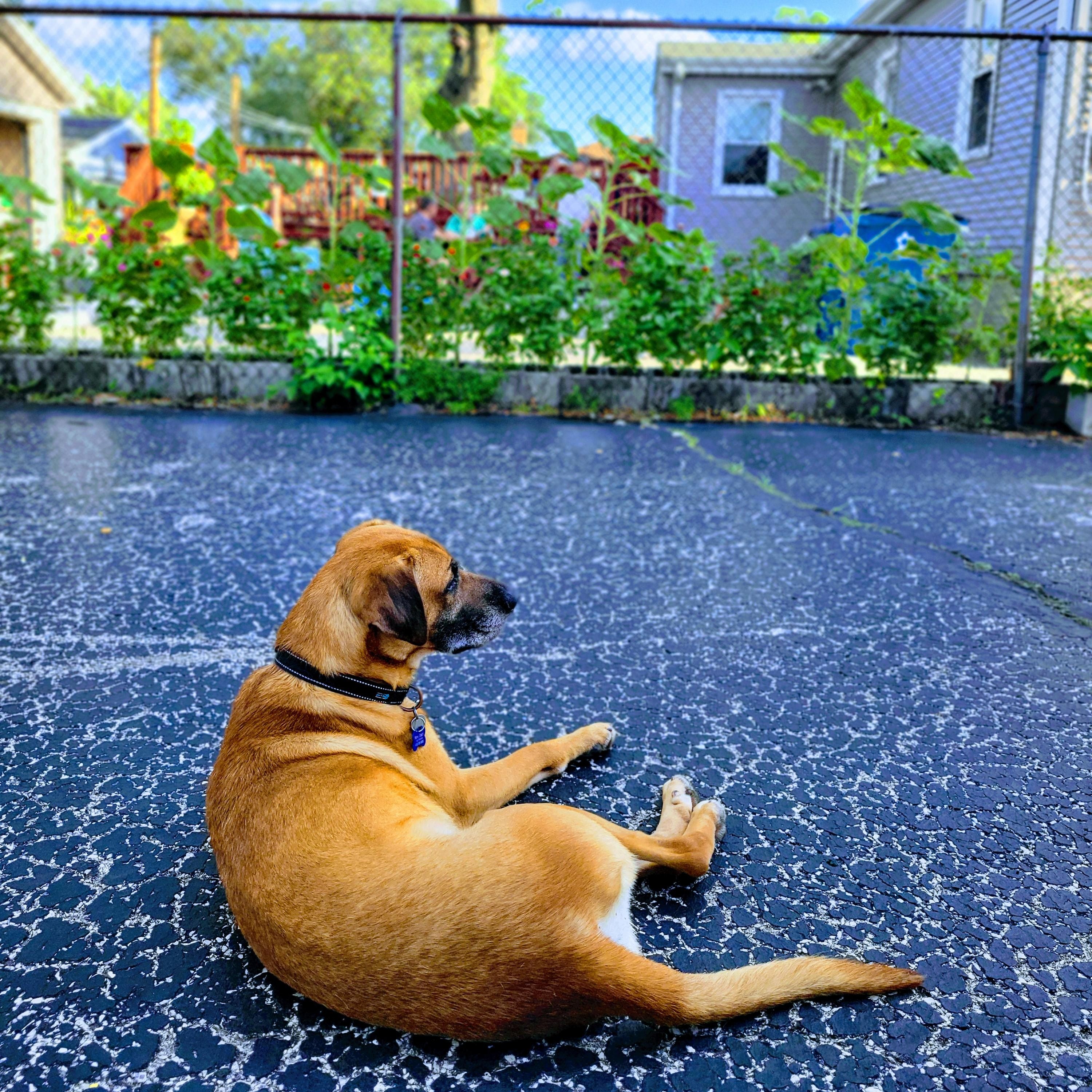 Enlarge Jager, a Adoptable mixed breed in Warrenville, IL image 3/6