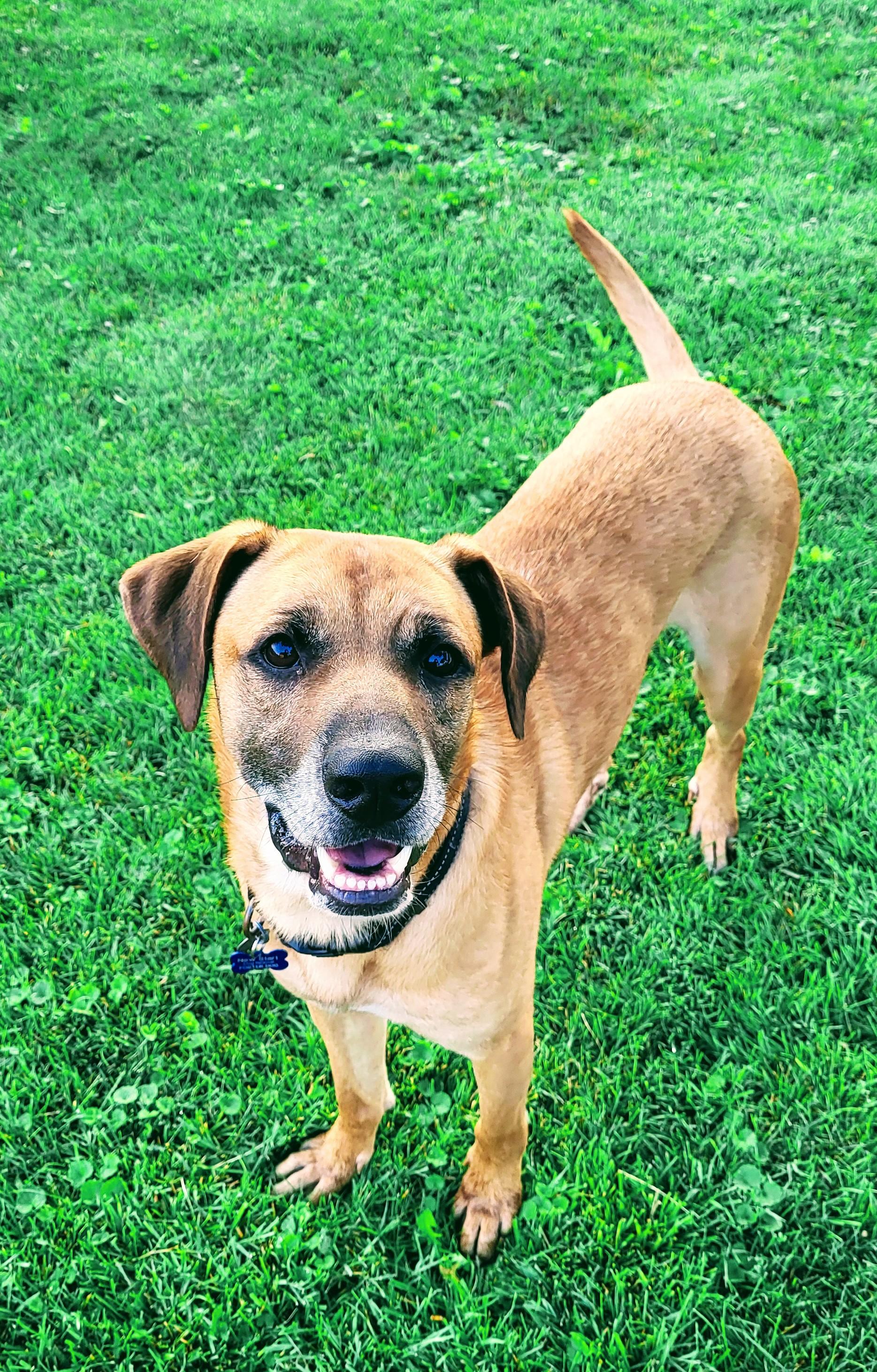 Jager, Adoptable, Adult Male Boxer & Labrador Retriever.