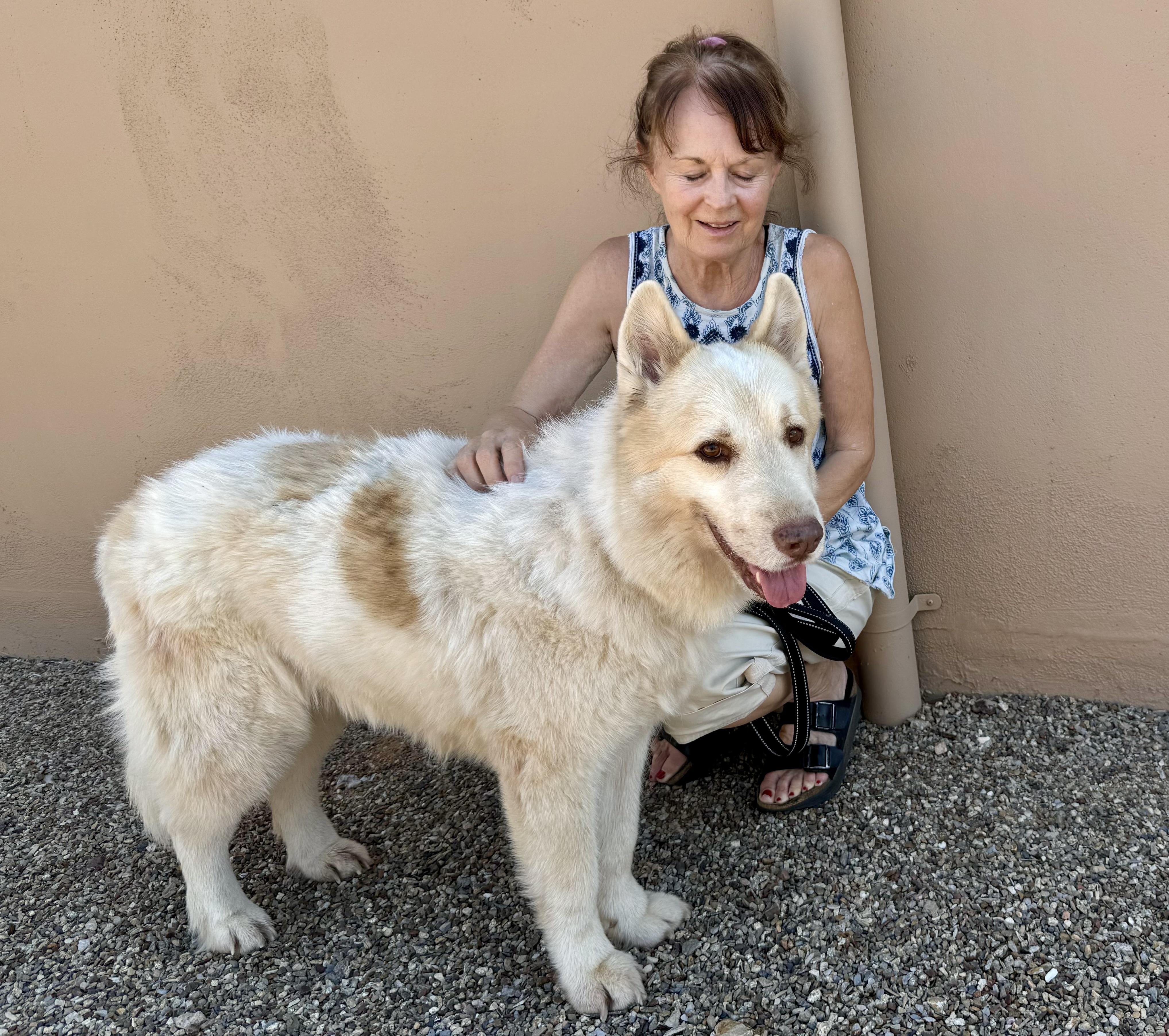 Enlarge Lumi, a Adoptable mixed breed in Tucson, AZ image 1/6