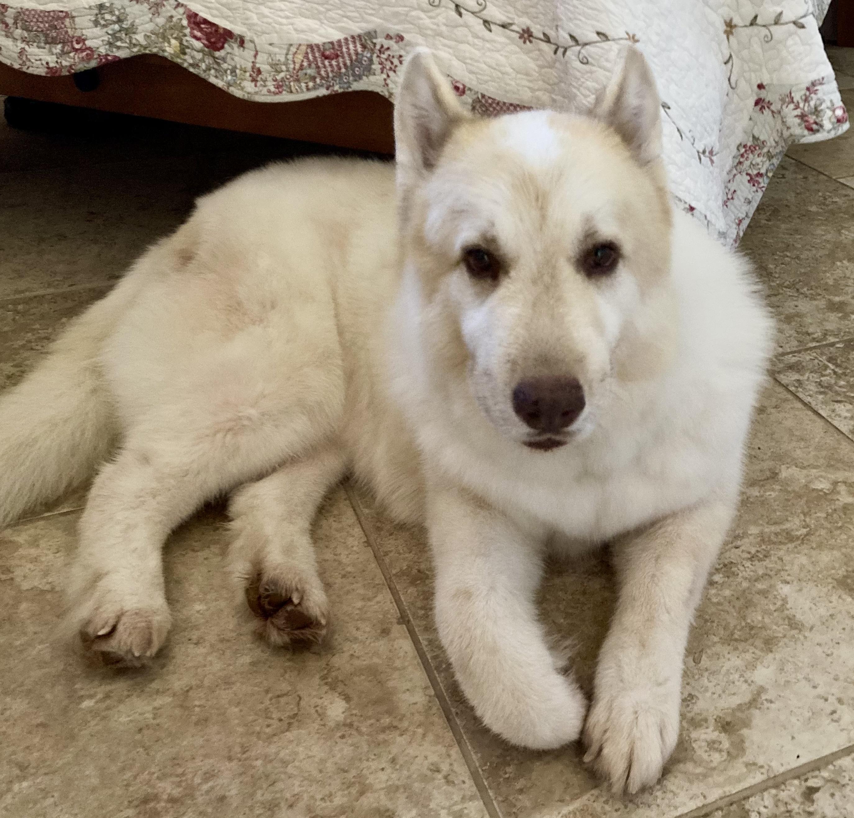 Lumi, Senior Female German Shepherd Dog