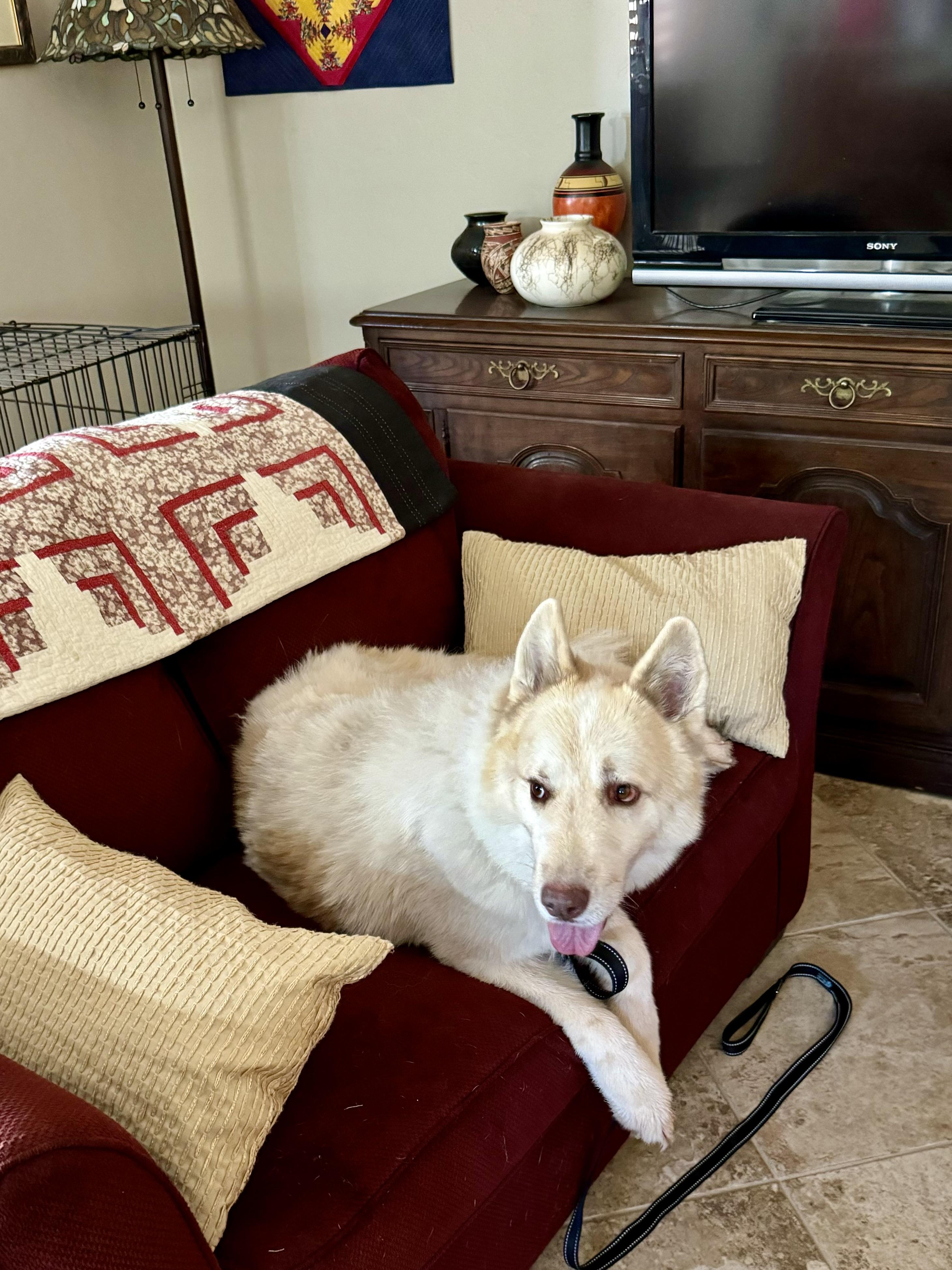 Enlarge Lumi, a Adoptable mixed breed in Tucson, AZ image 3/6