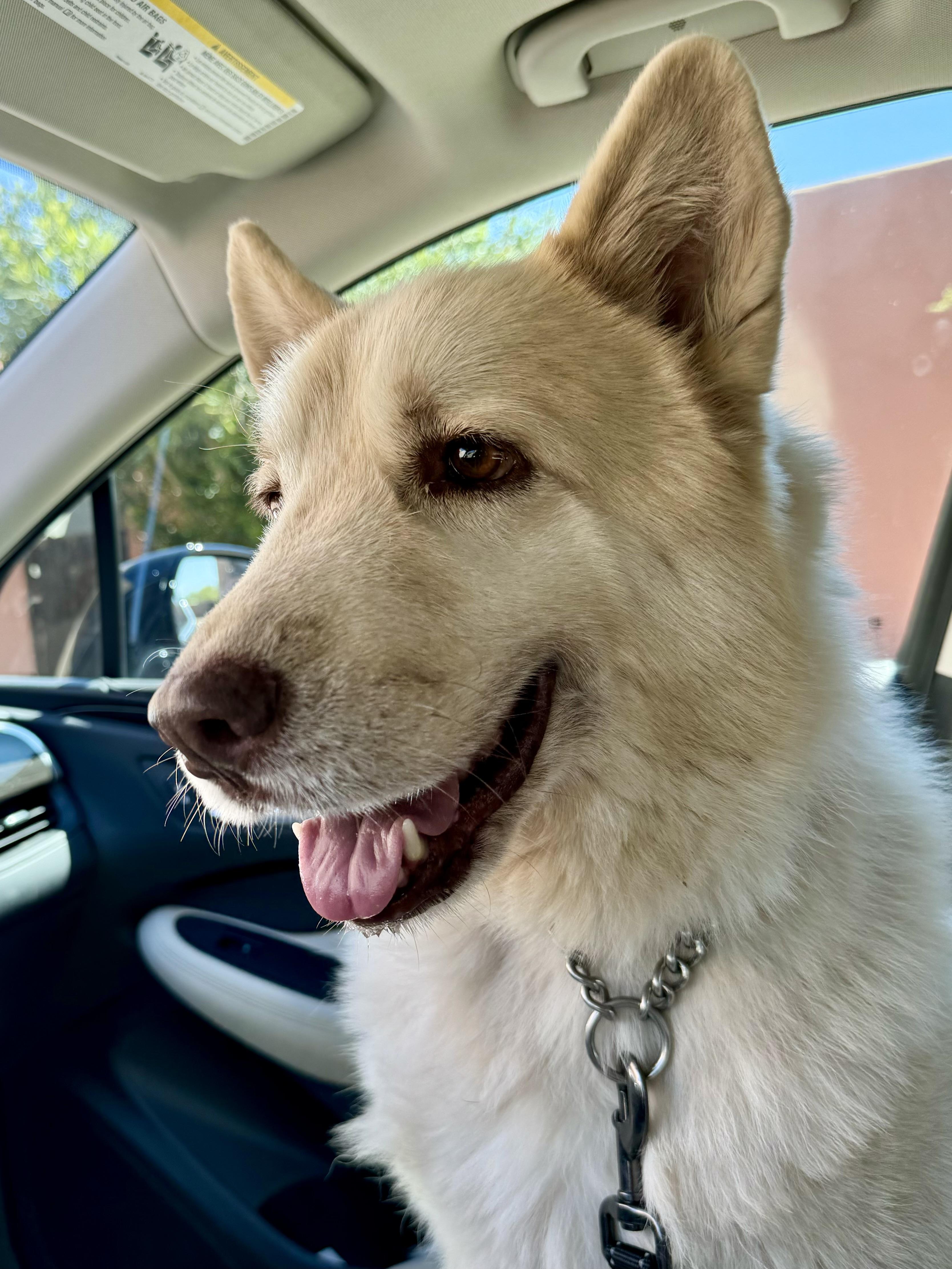 Enlarge Lumi, a Adoptable mixed breed in Tucson, AZ image 4/6