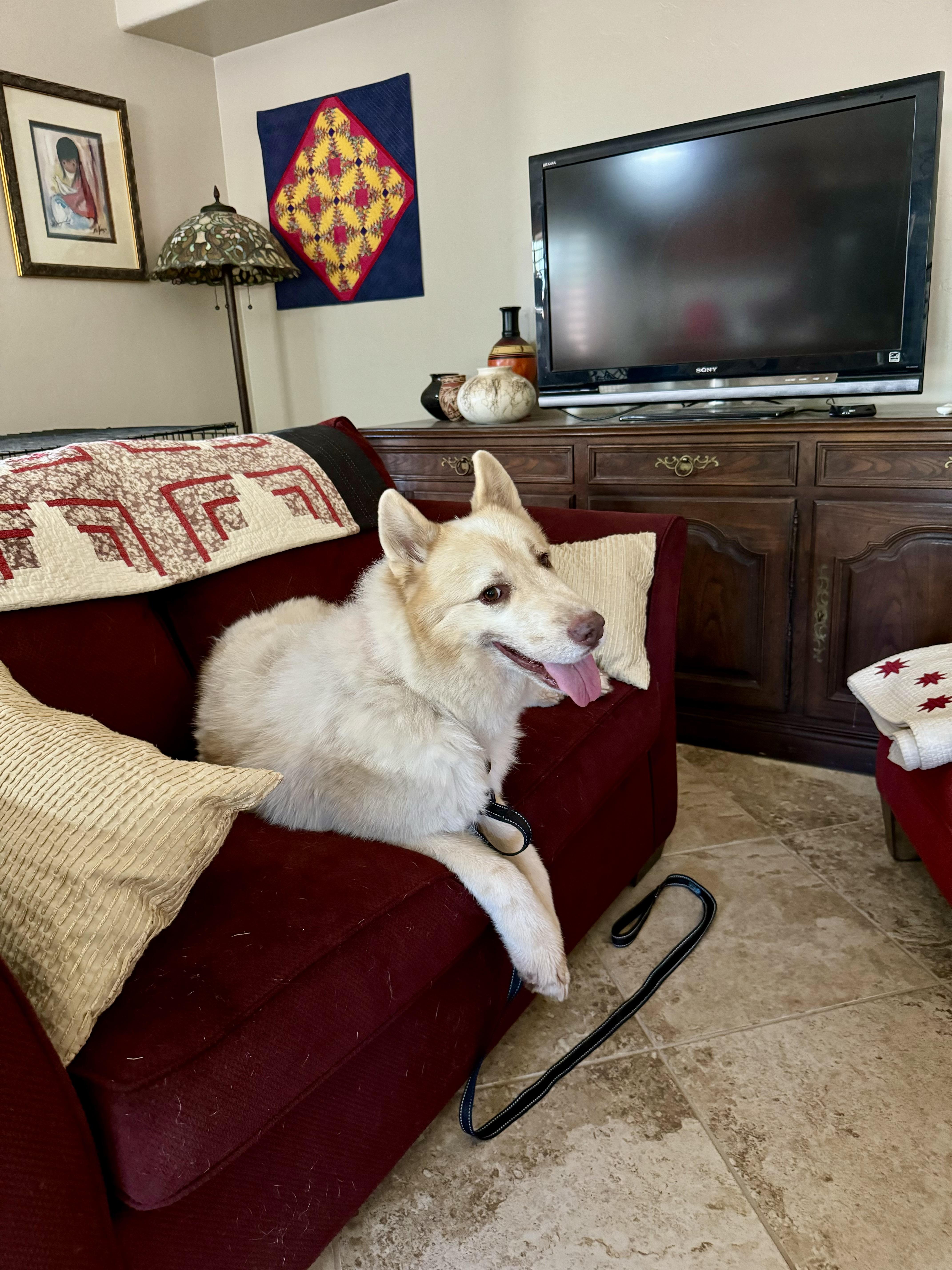 Enlarge Lumi, a Adoptable mixed breed in Tucson, AZ image 5/6