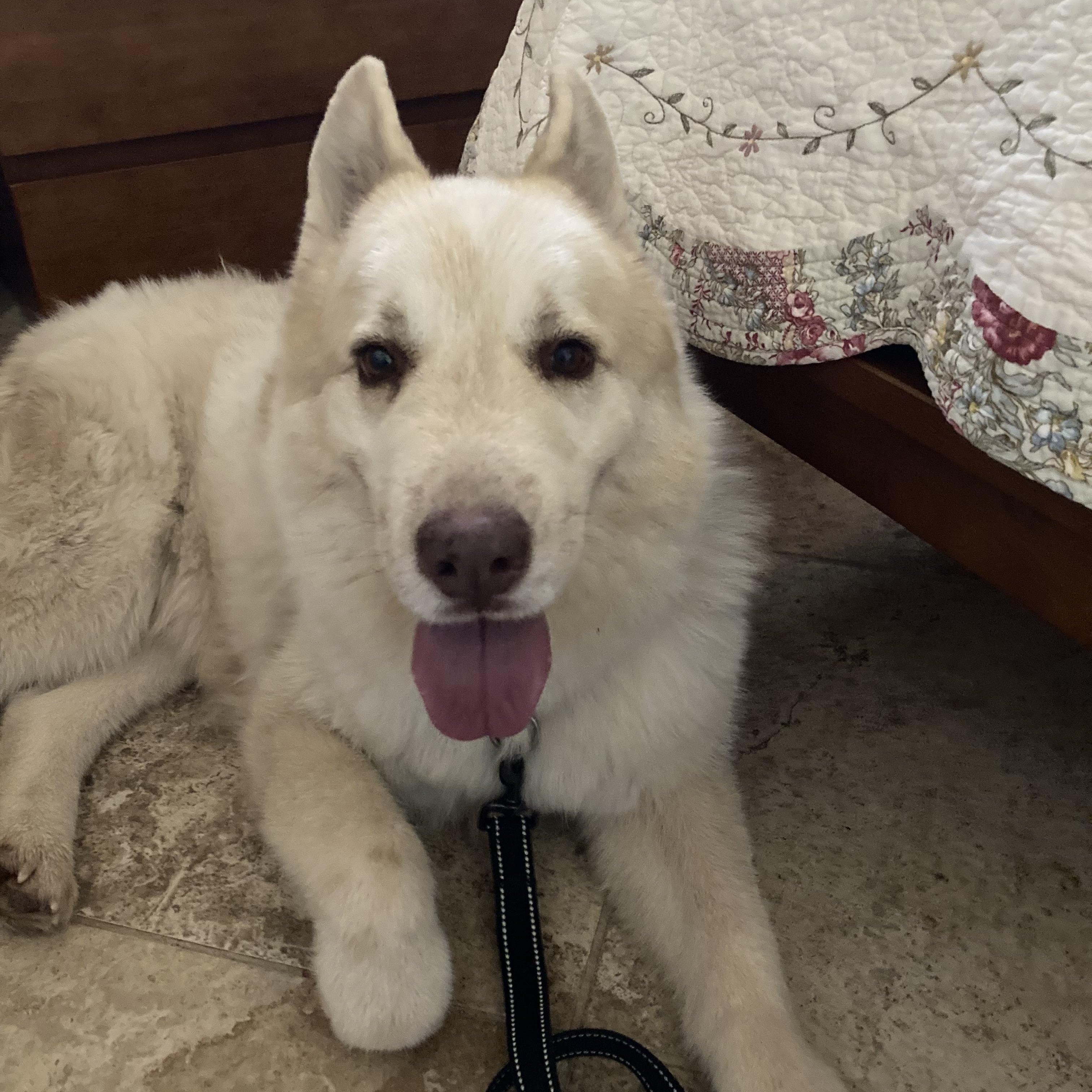 Enlarge Lumi, a Adoptable mixed breed in Tucson, AZ image 6/6