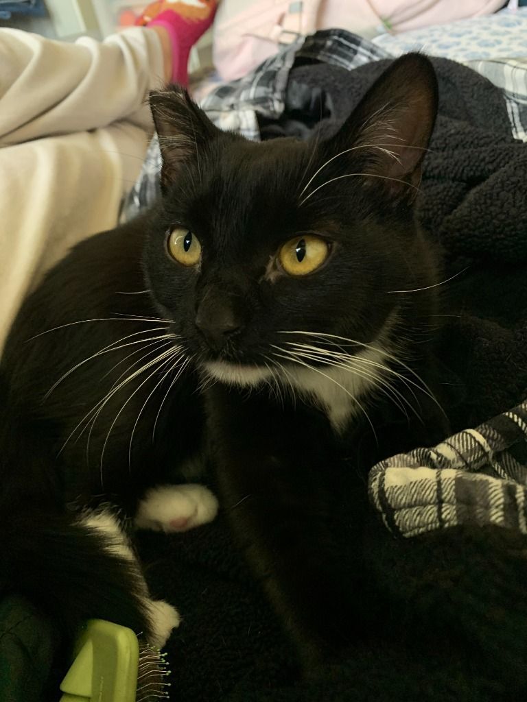 Ampersand, a Adoptable Domestic Short Hair in San Luis Obispo, CA image 1/6