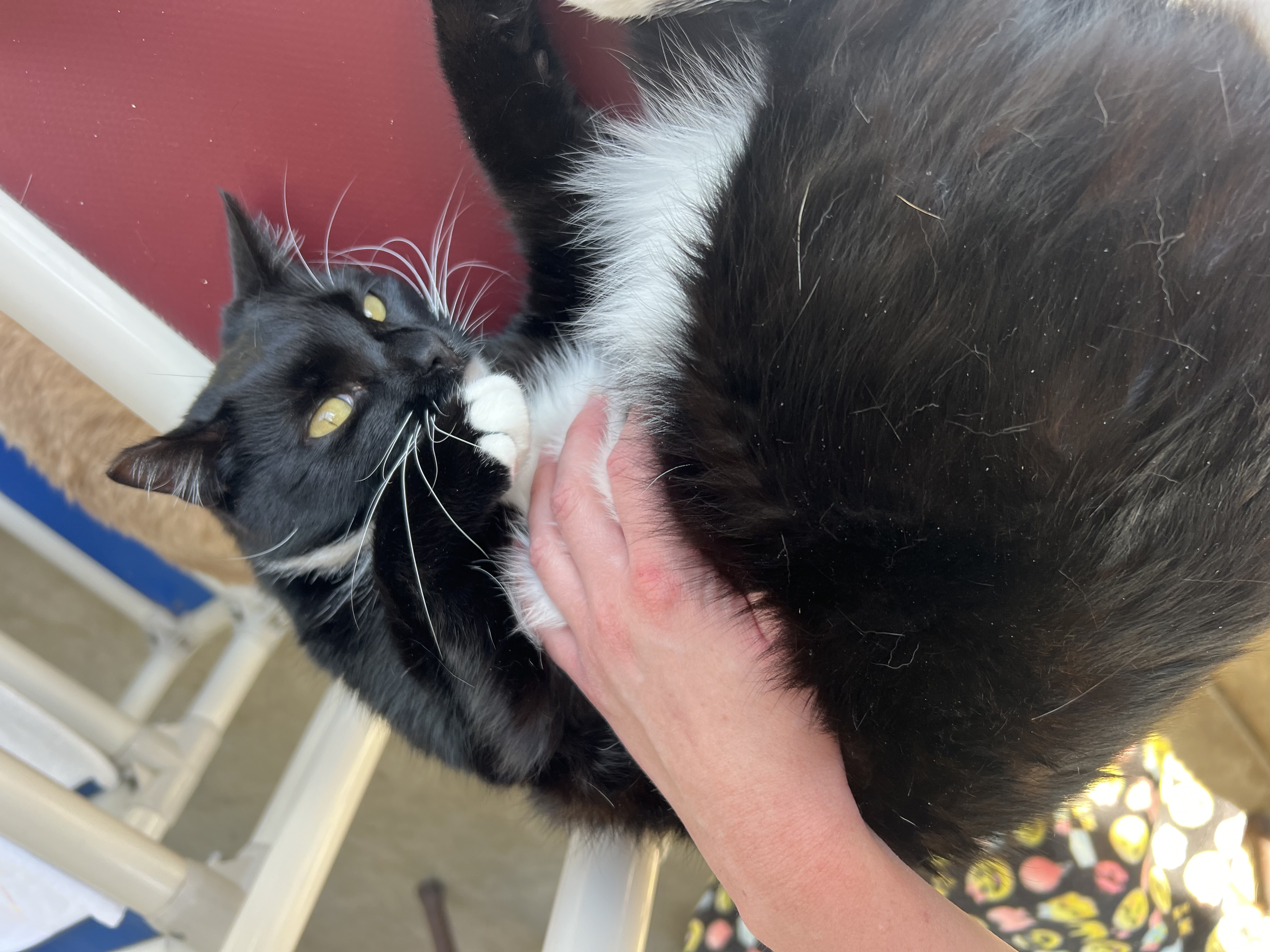 Ampersand, a Adoptable Domestic Short Hair in San Luis Obispo, CA image 5/6