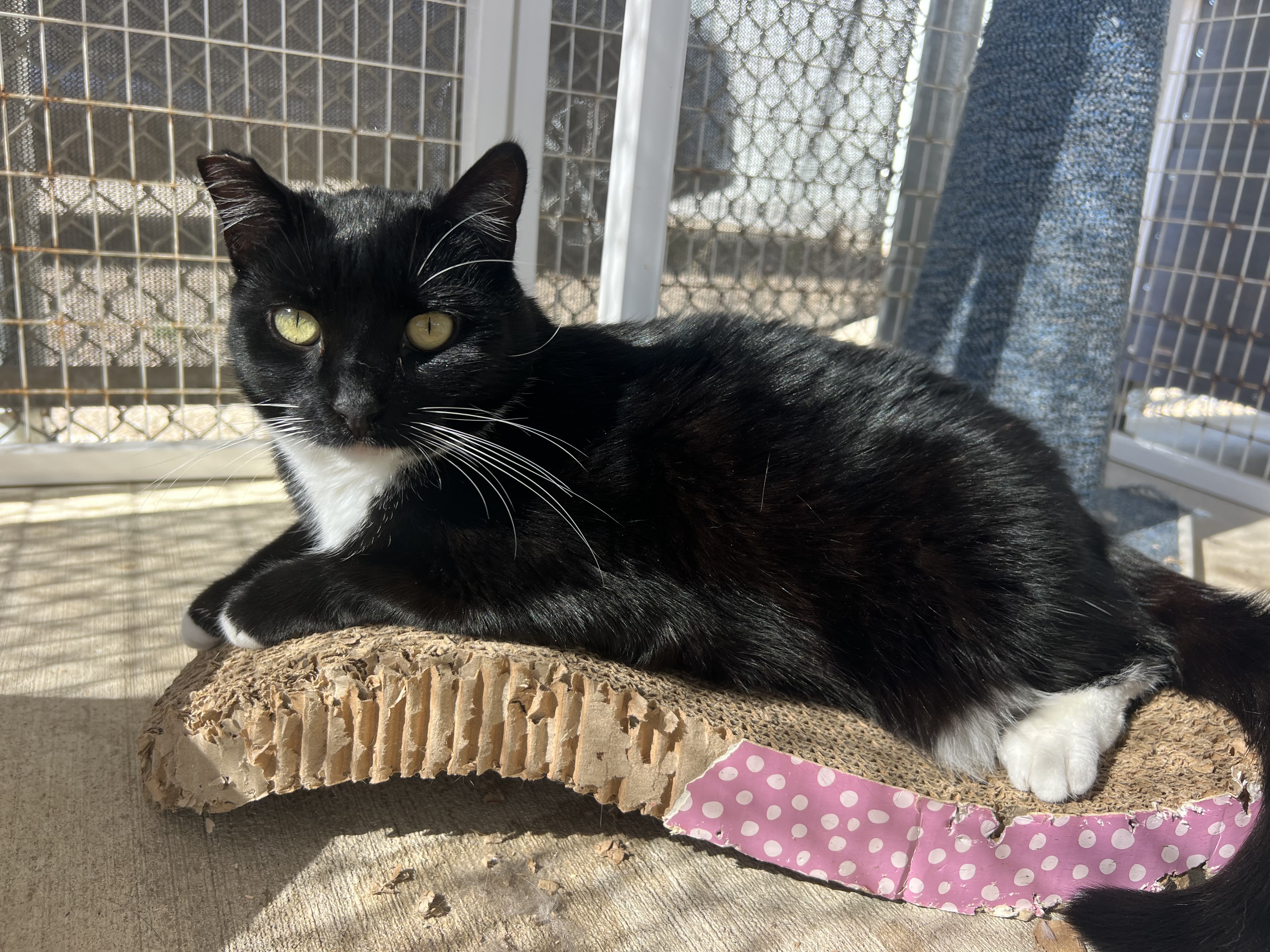 Ampersand, a Adoptable Domestic Short Hair in San Luis Obispo, CA image 3/6