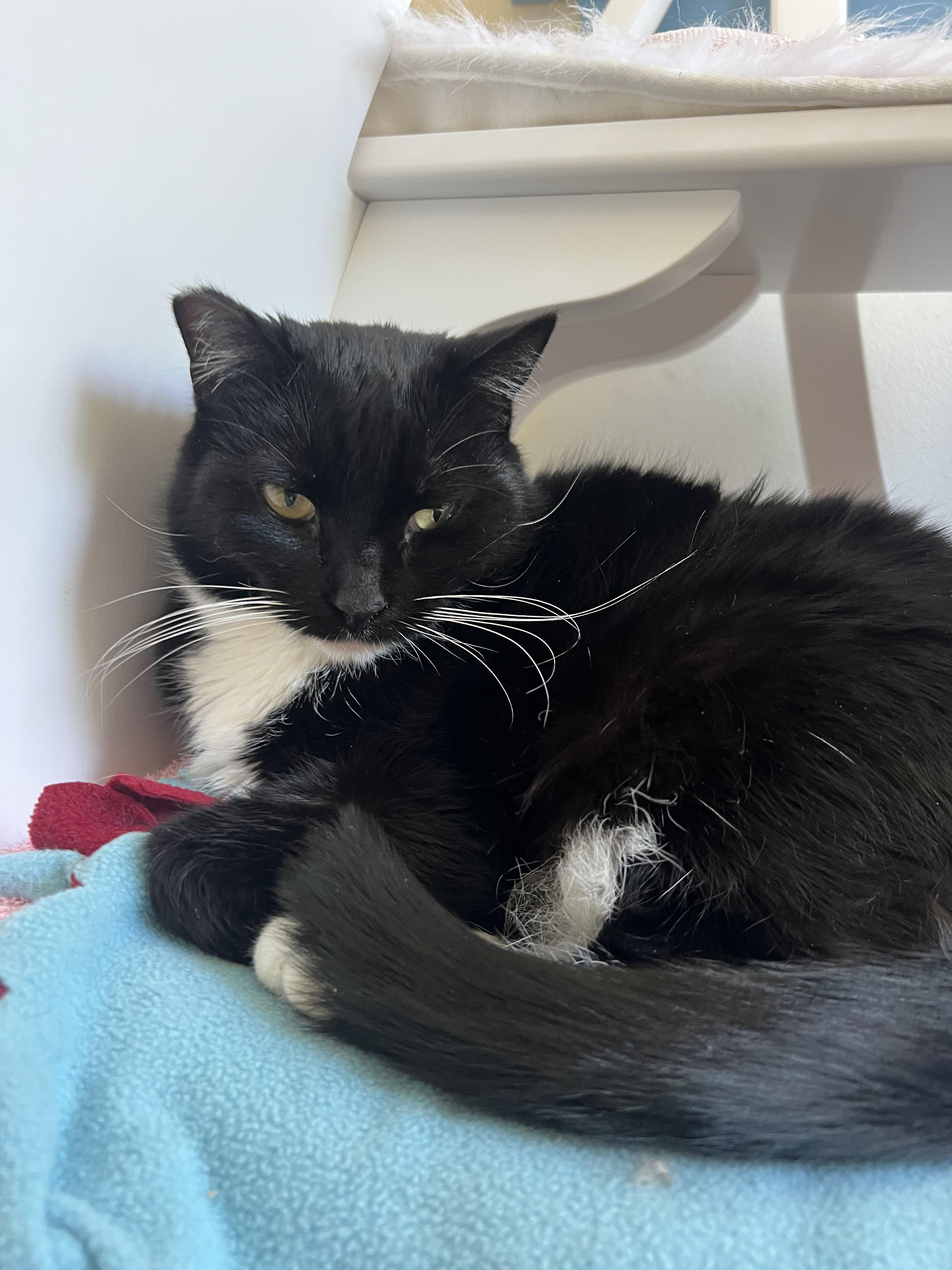 Ampersand, Adoptable, Young Female Domestic Short Hair.