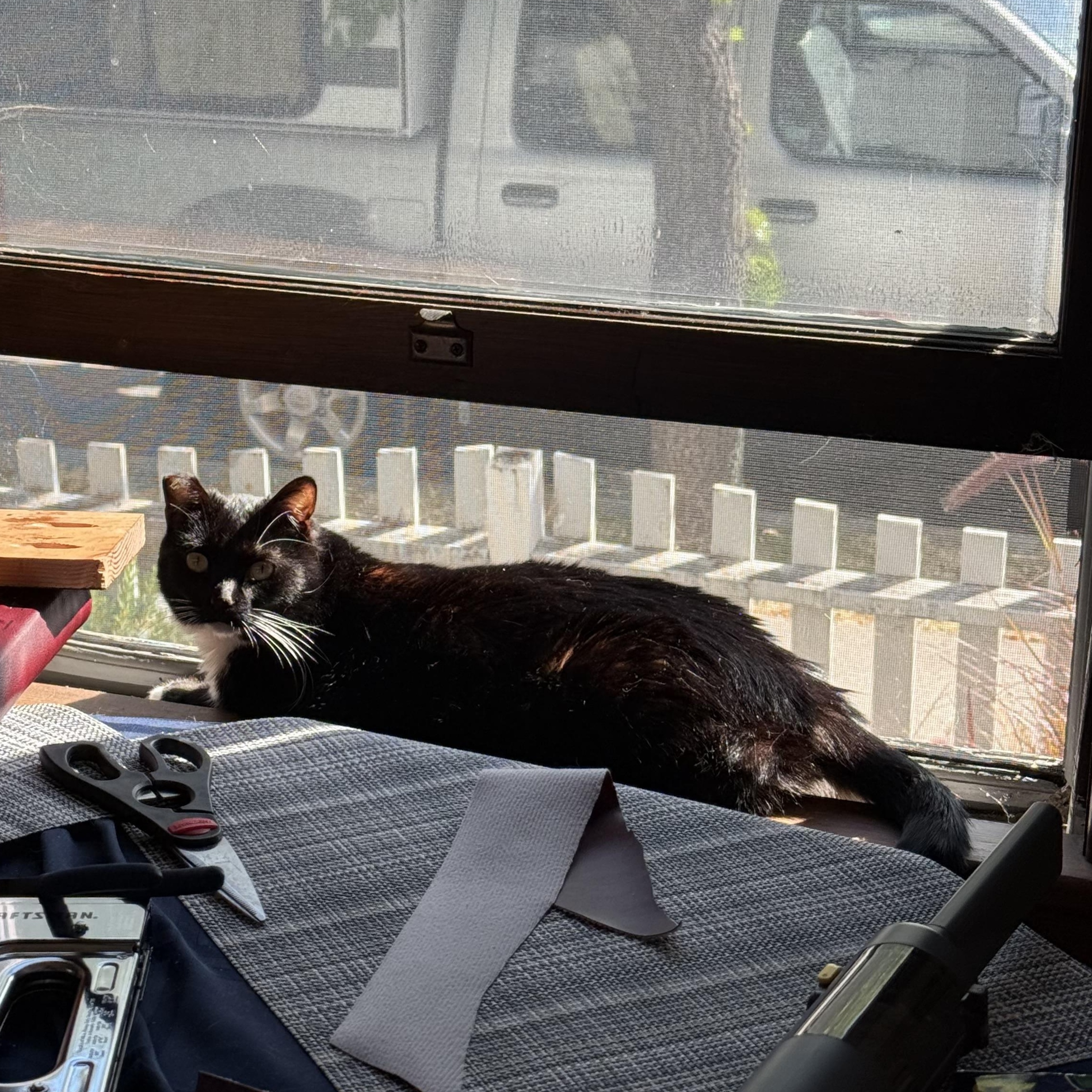 Ampersand, a Adoptable Domestic Short Hair in San Luis Obispo, CA image 4/6