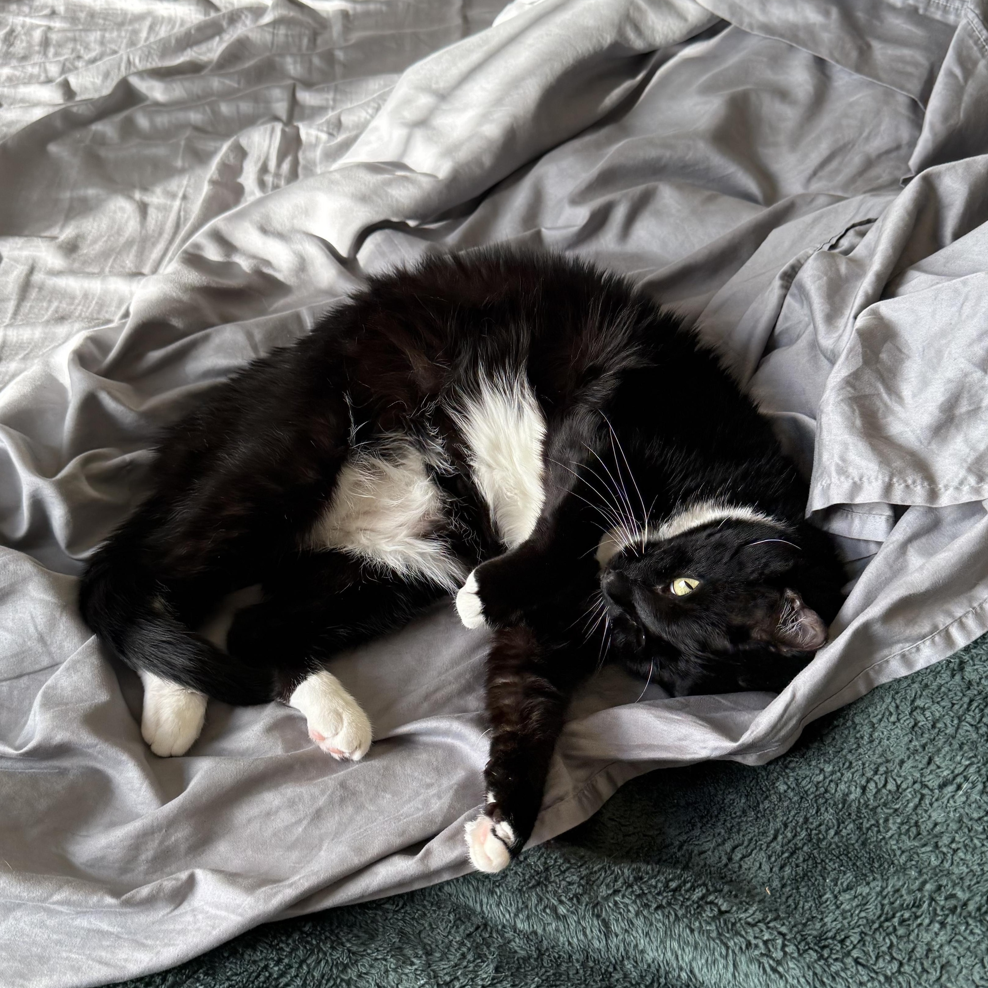 Ampersand, a Adoptable Domestic Short Hair in San Luis Obispo, CA image 2/6