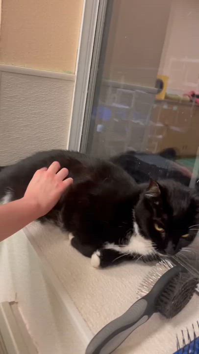 Enlarge Ampersand, a Adoptable Domestic Short Hair in San Luis Obispo, CA video 6/6