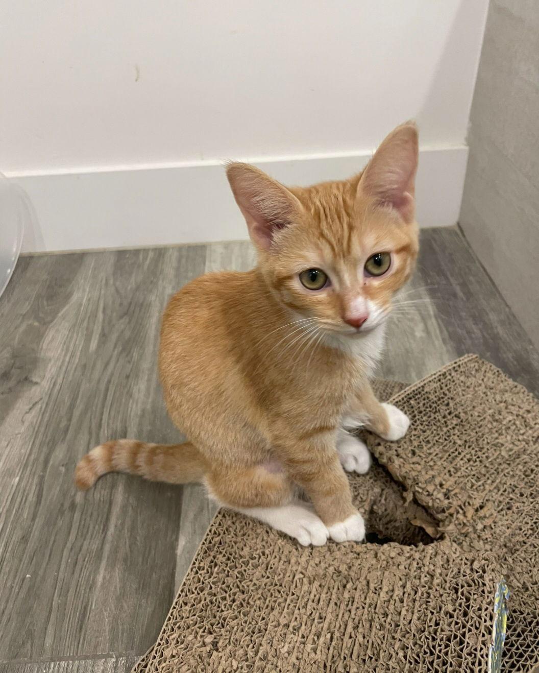 Enlarge Chloey, a Adoptable Domestic Short Hair in Boynton Beach, FL image 1/1